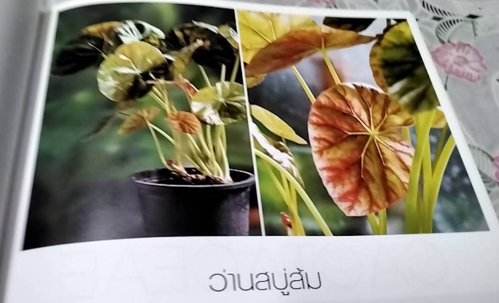 ว่าน สมุนไพร ไม้มงคลไทย