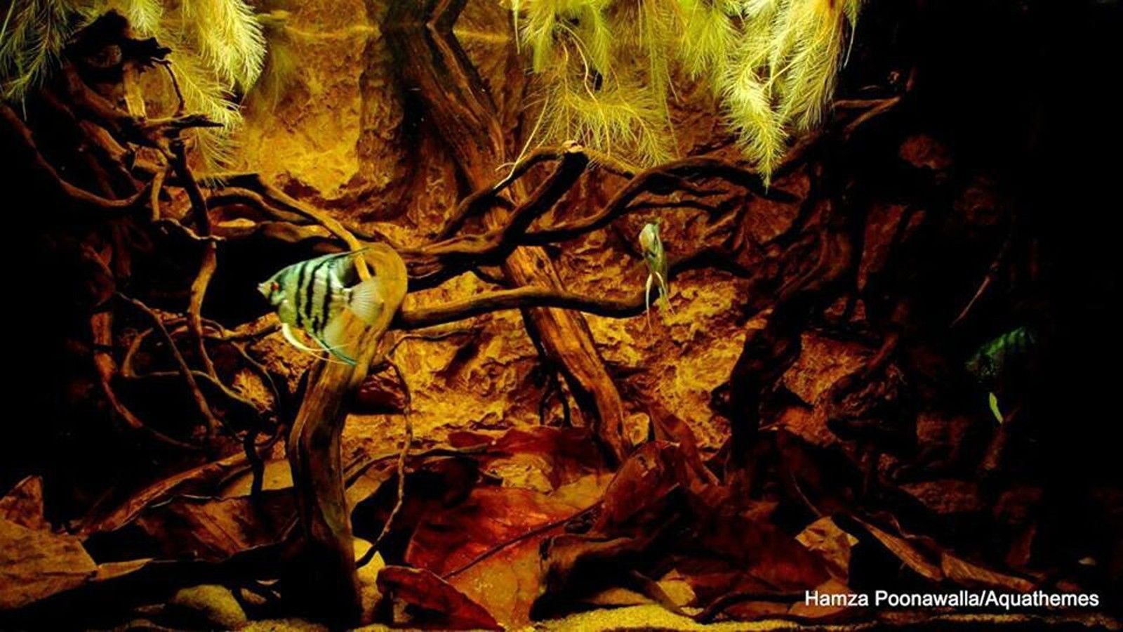 ใบหูกวางแห้ง