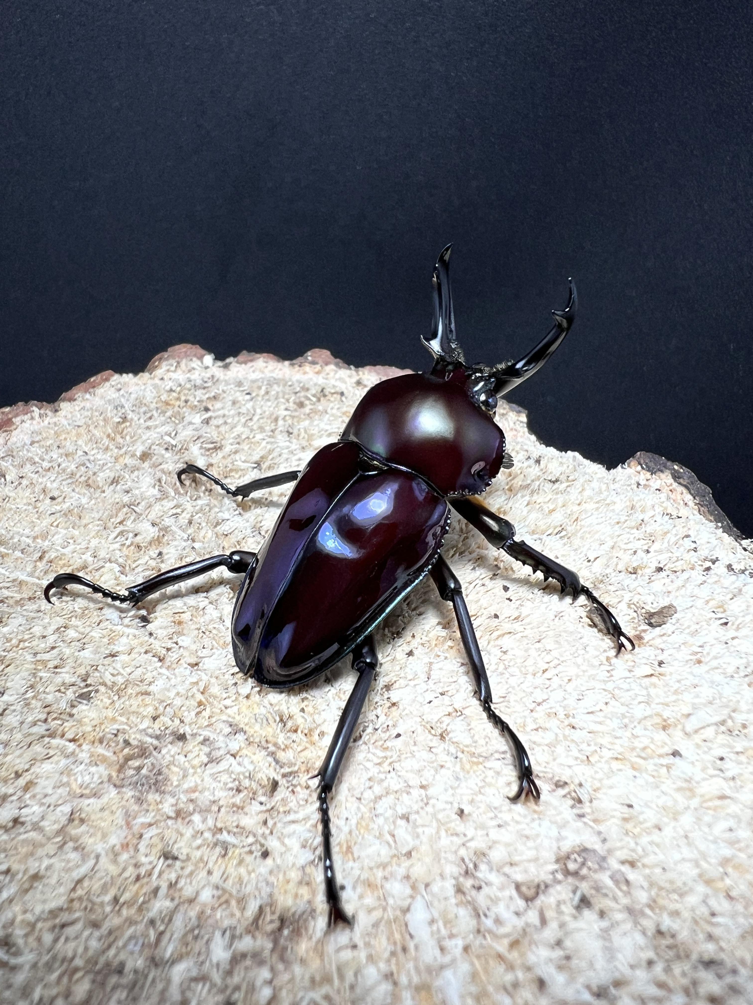 Phalacrognathus muelleri 46mm.