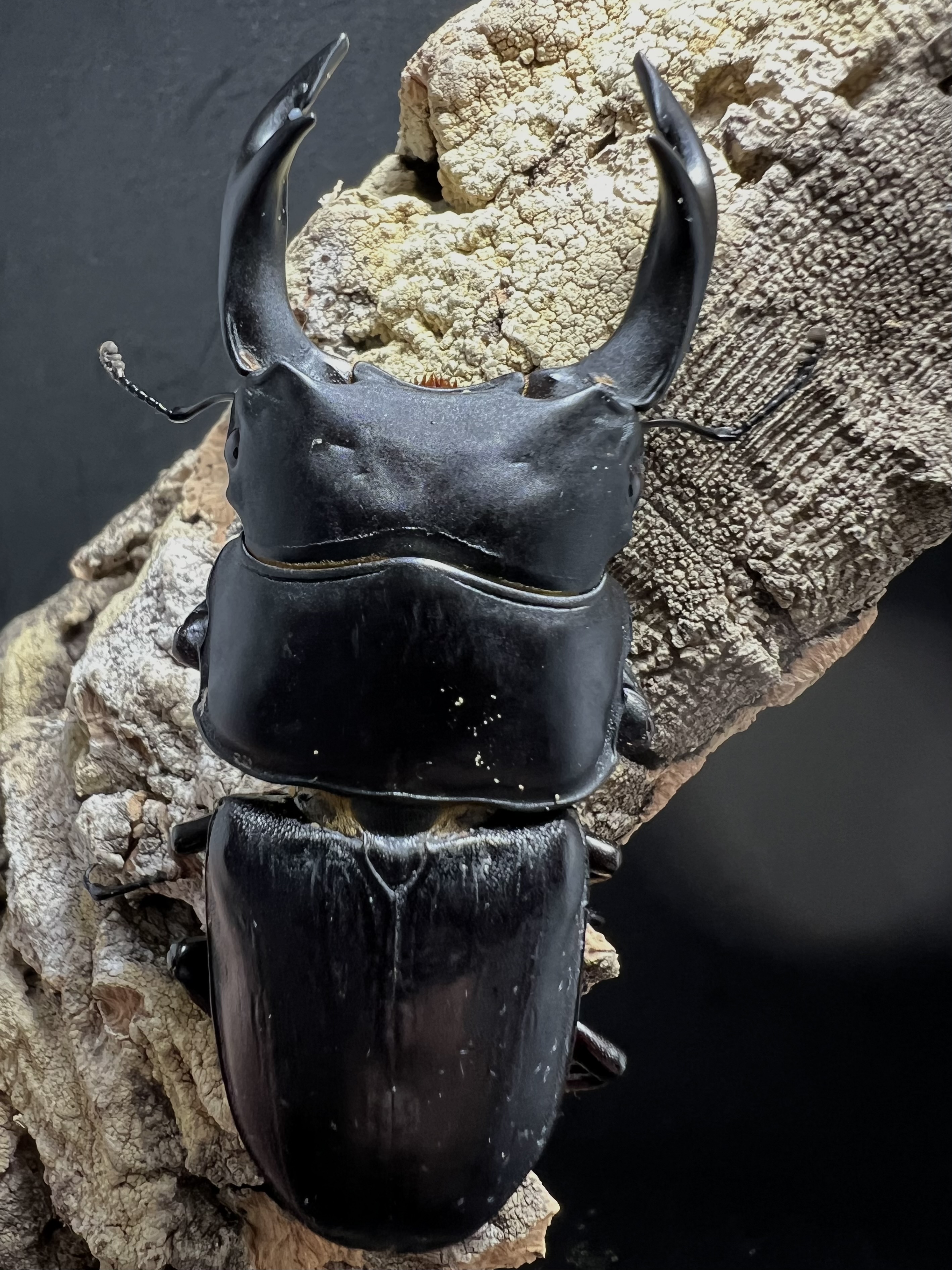 Dorcus hopei binodulosus 72mm.
