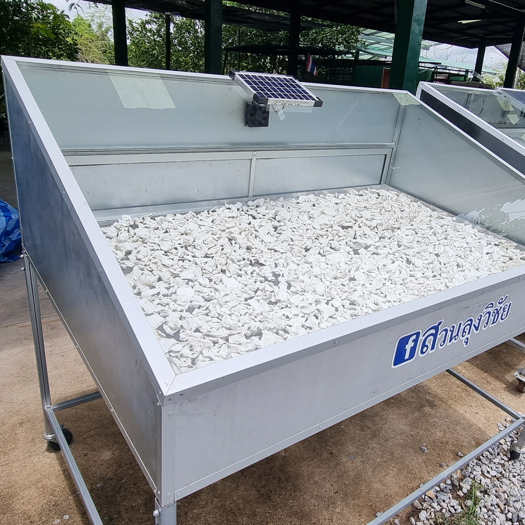 กลอยข้าวเหนียว กลอยแห้ง แผ่นใหญ่ เก็บได้นาน สำหรับนึ่งทานและเมนูอื่นๆ กลอยข้าวเหนียว ขนาด 250 กรัม