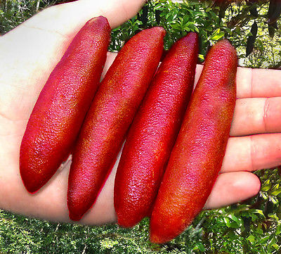 มะนาวคาเวียร์ Australian Finger Lime