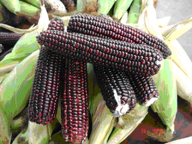 เมล็ดพันธุ์ ข้าวโพดสีม่วง