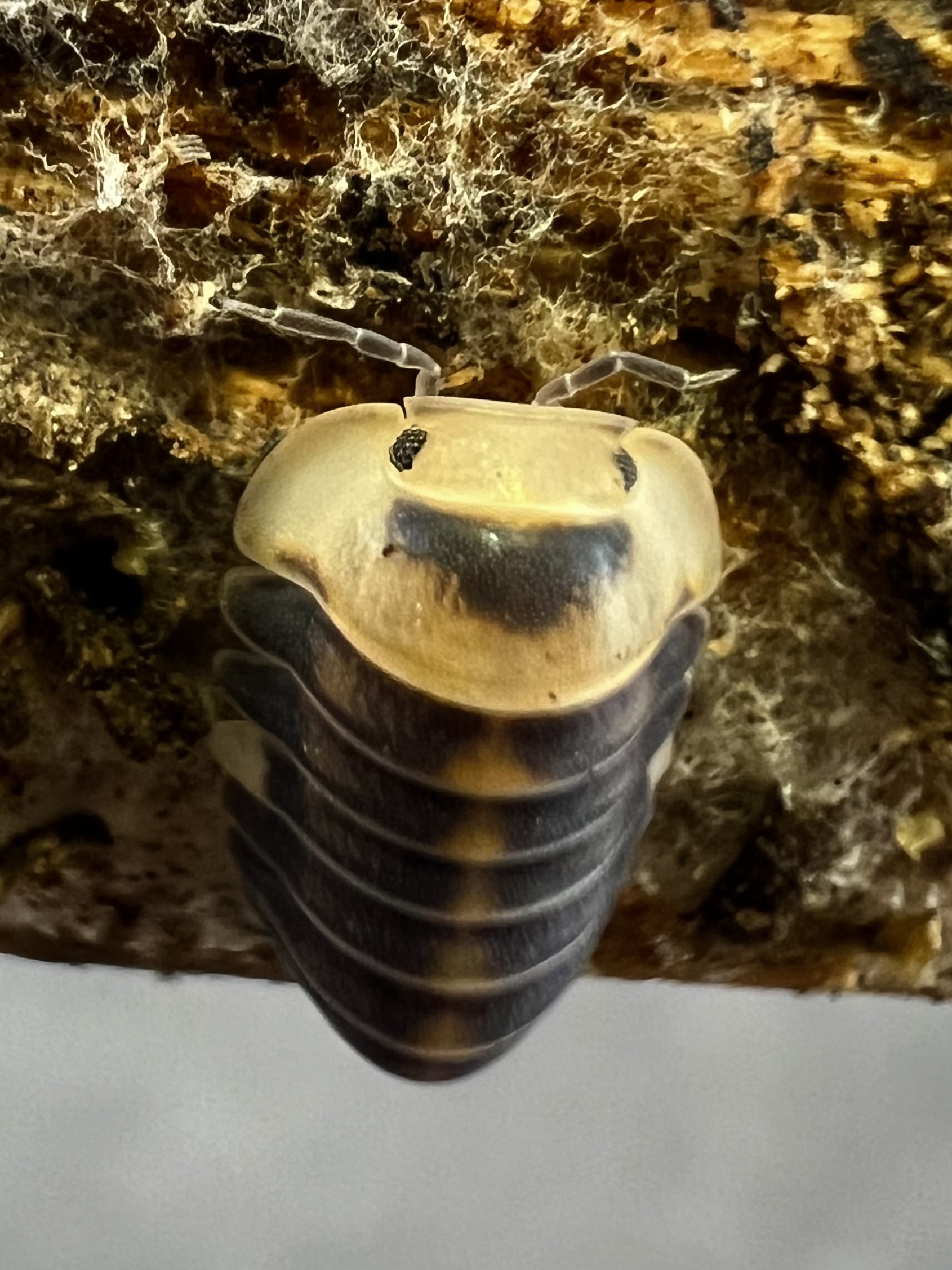 Cubaris sp. white ducky 5 each