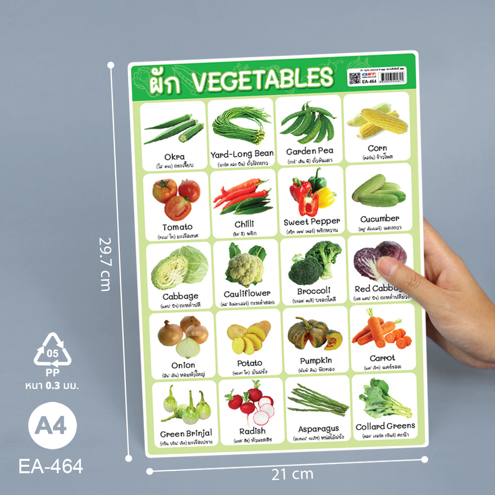 โปสเตอร์ความรู้ คำศัพท์ ไทย-อังกฤษ ชุุดพืช ขนาดA4 EA-464 ผัก Vegetable