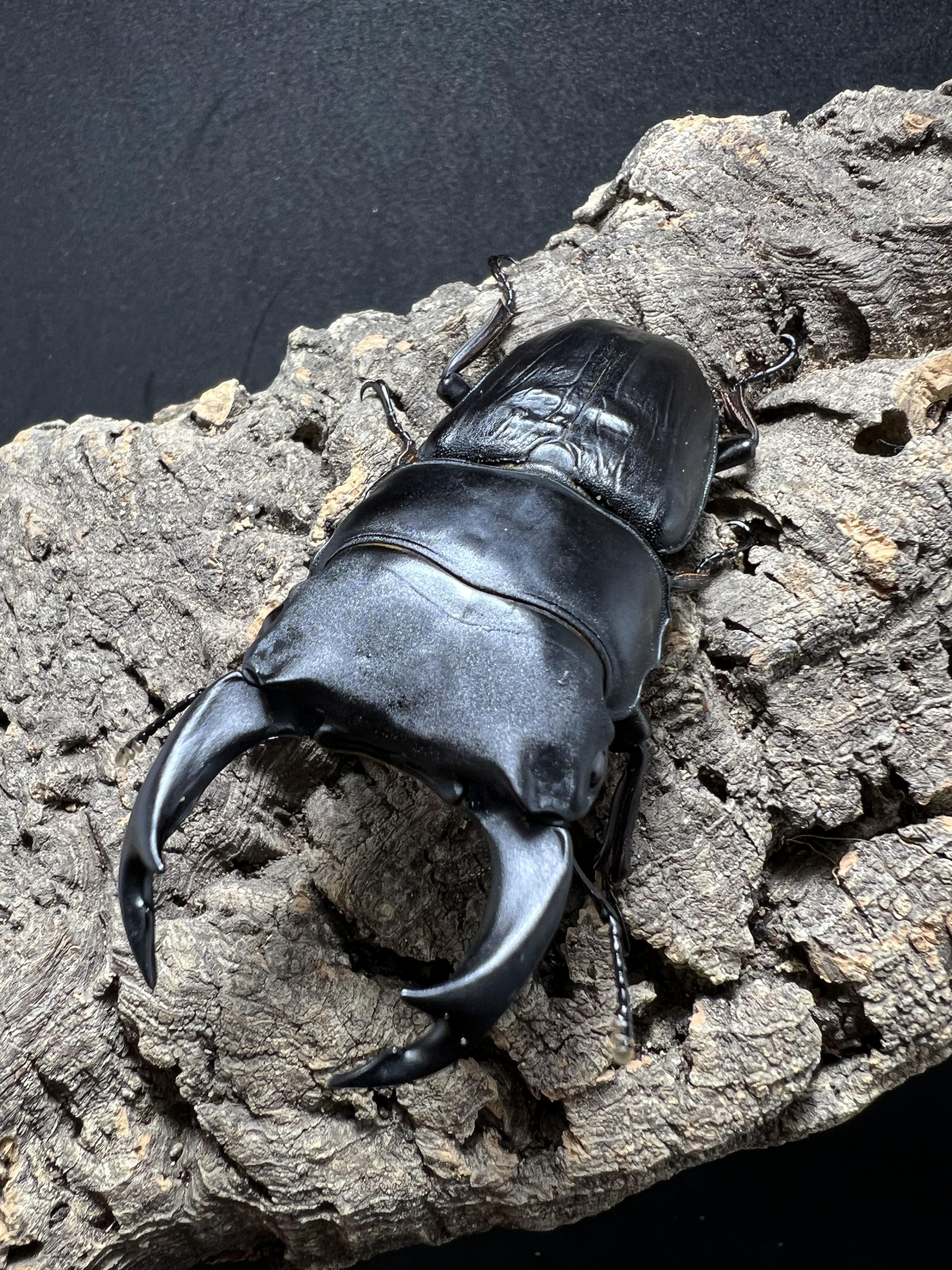 Dorcus hopei binodulosus 73mm.