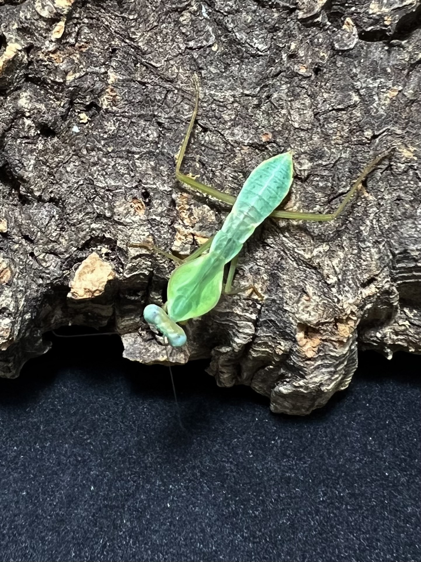 Rhombodera latipronotum Lv.1~2