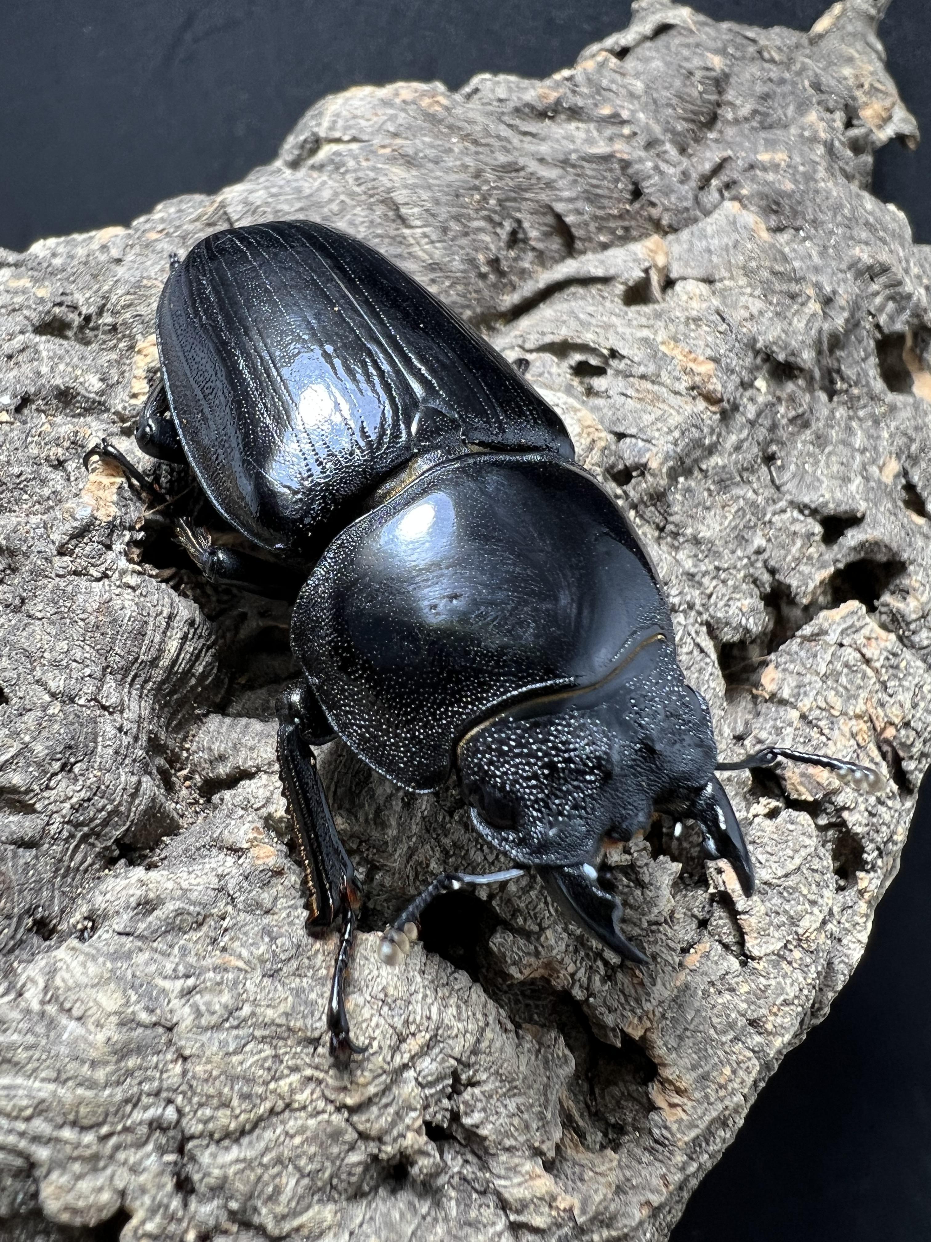 Dorcus hopei binodulosus 55mm.