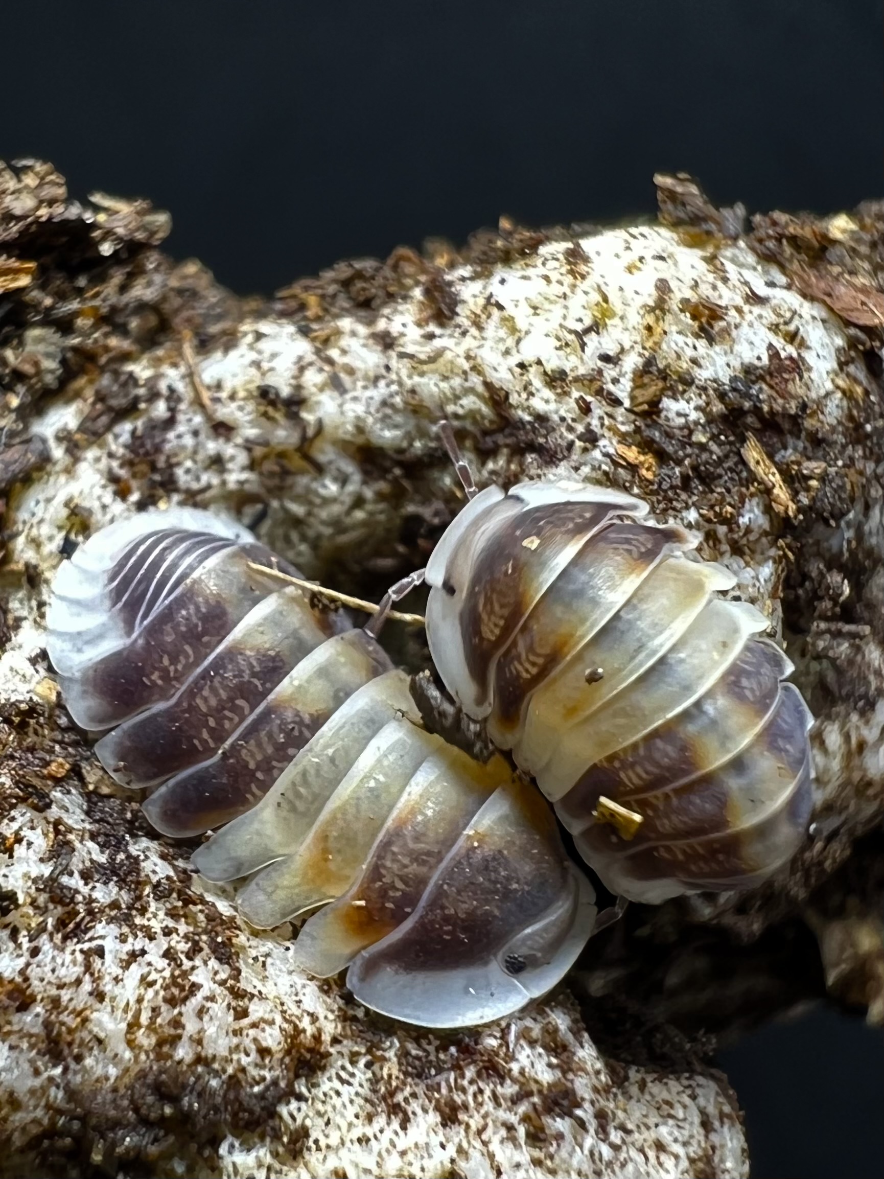 Cubaris sp. cappuccino 5 each