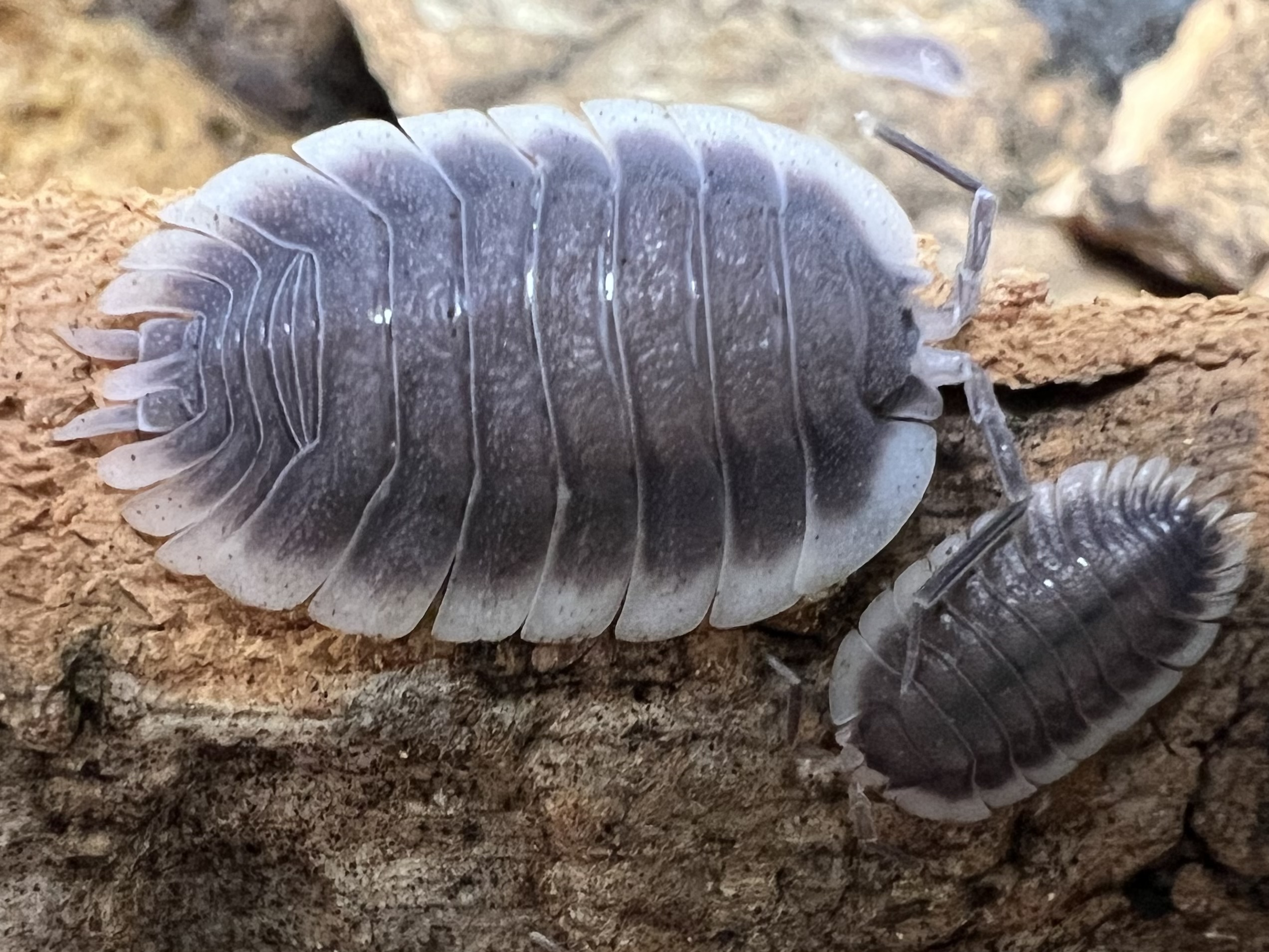Porcellio werneri set 5 each