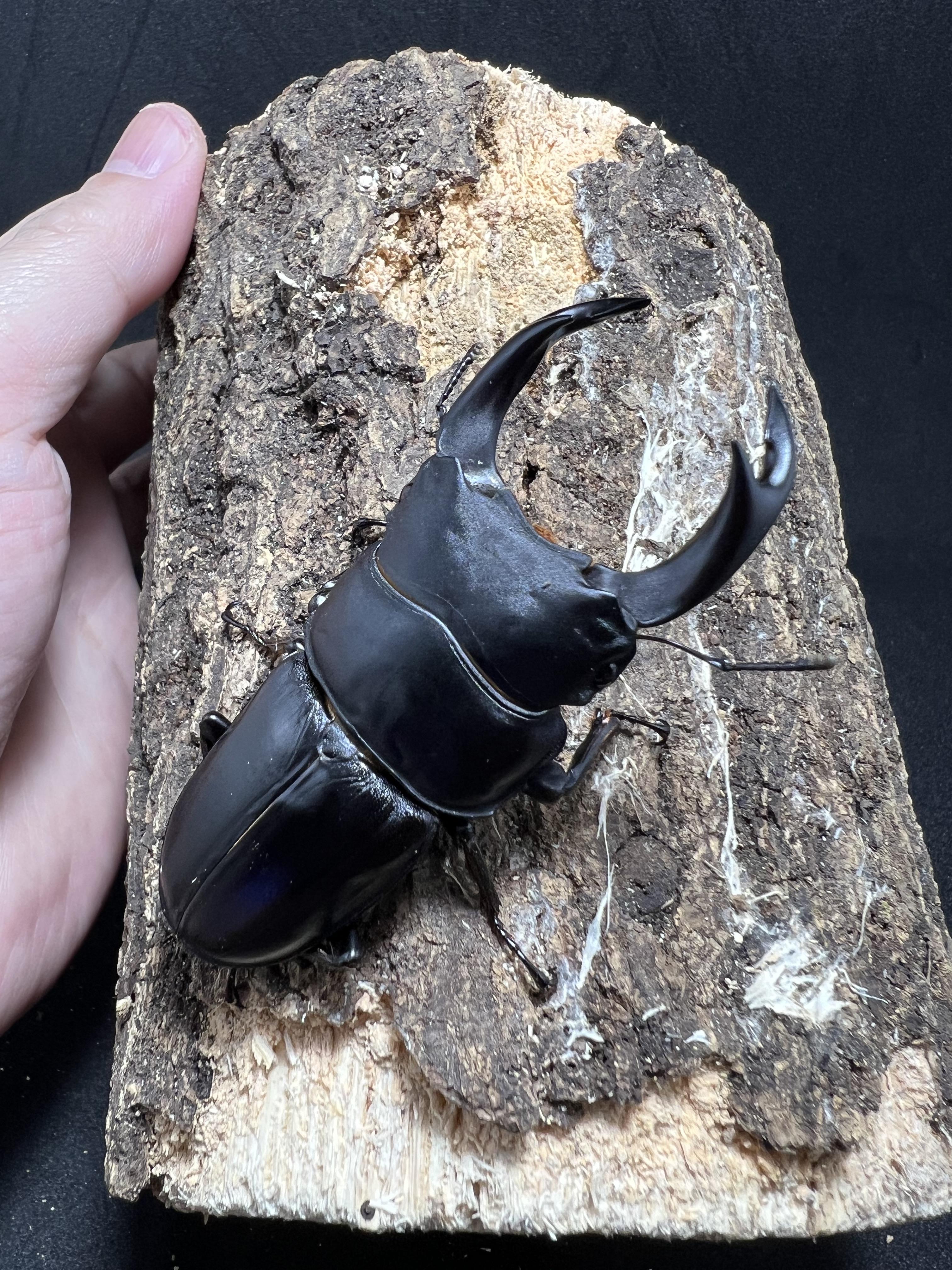 Dorcus hopei binodulosus 72mm.