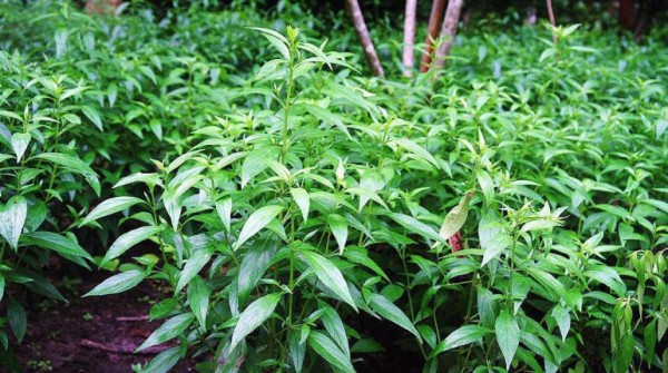 เมล็ดพันธุ์ ฟ้าทะลายโจร