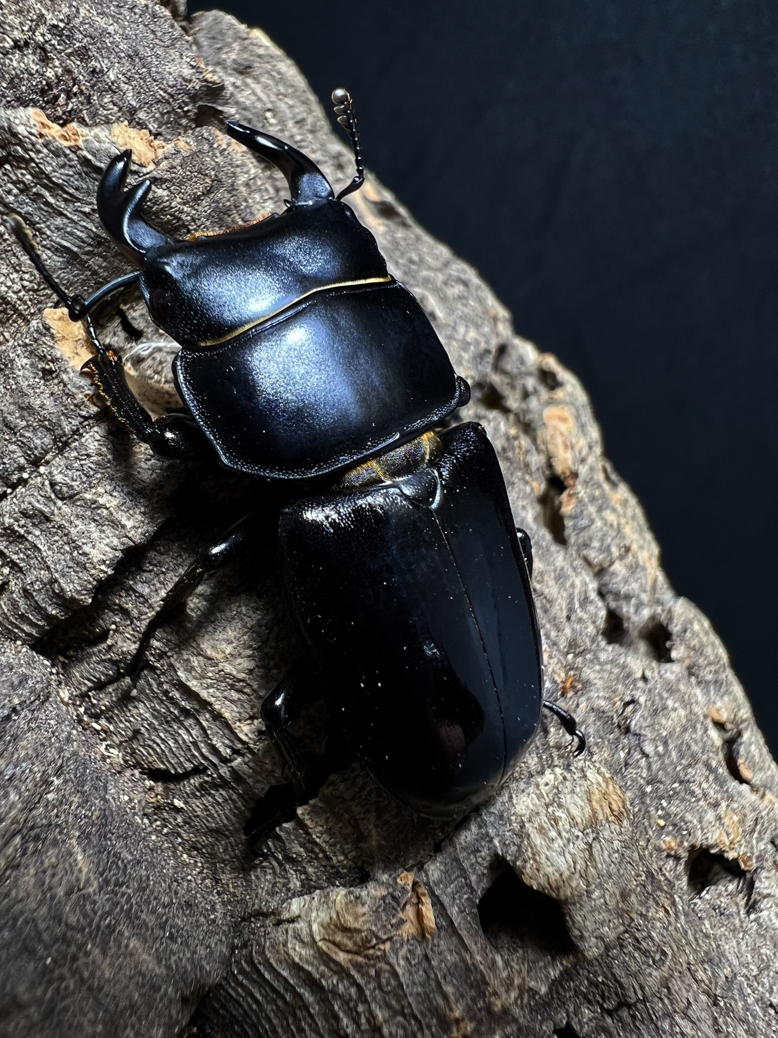 Dorcus yaksha gracilicornis 37x28mm.