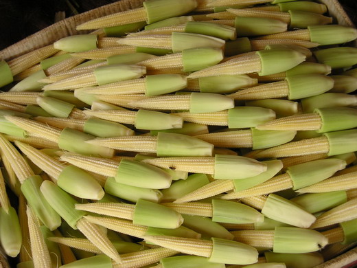 เมล็ดพันธุ์ ข้าวโพดฝักอ่อน
