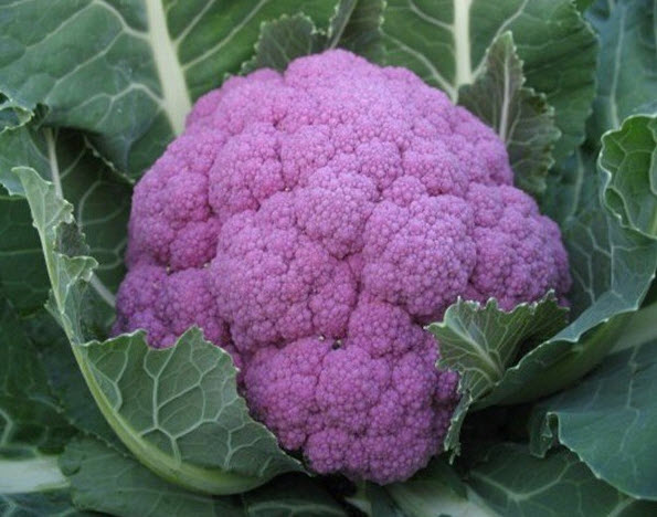 กะหล่ำดอก สีม่วง