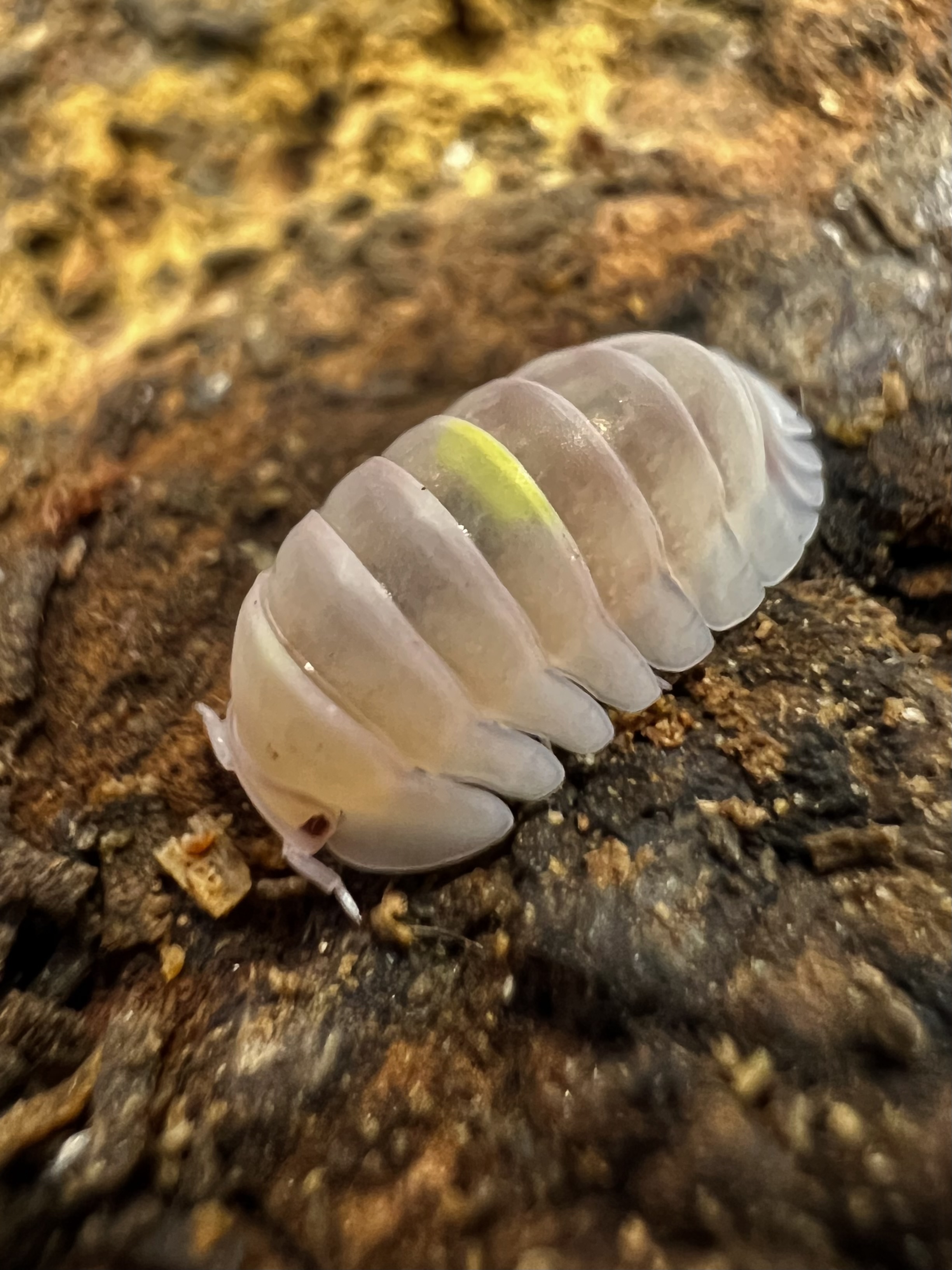 Cubaris sp. amber firefly ’Albino’ 5 each