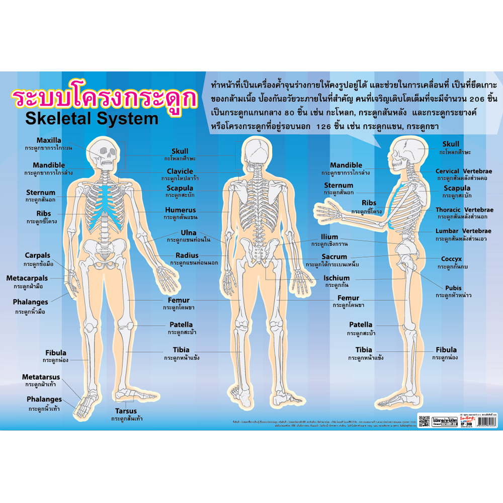 Skeletal System Educational Posters EP-240