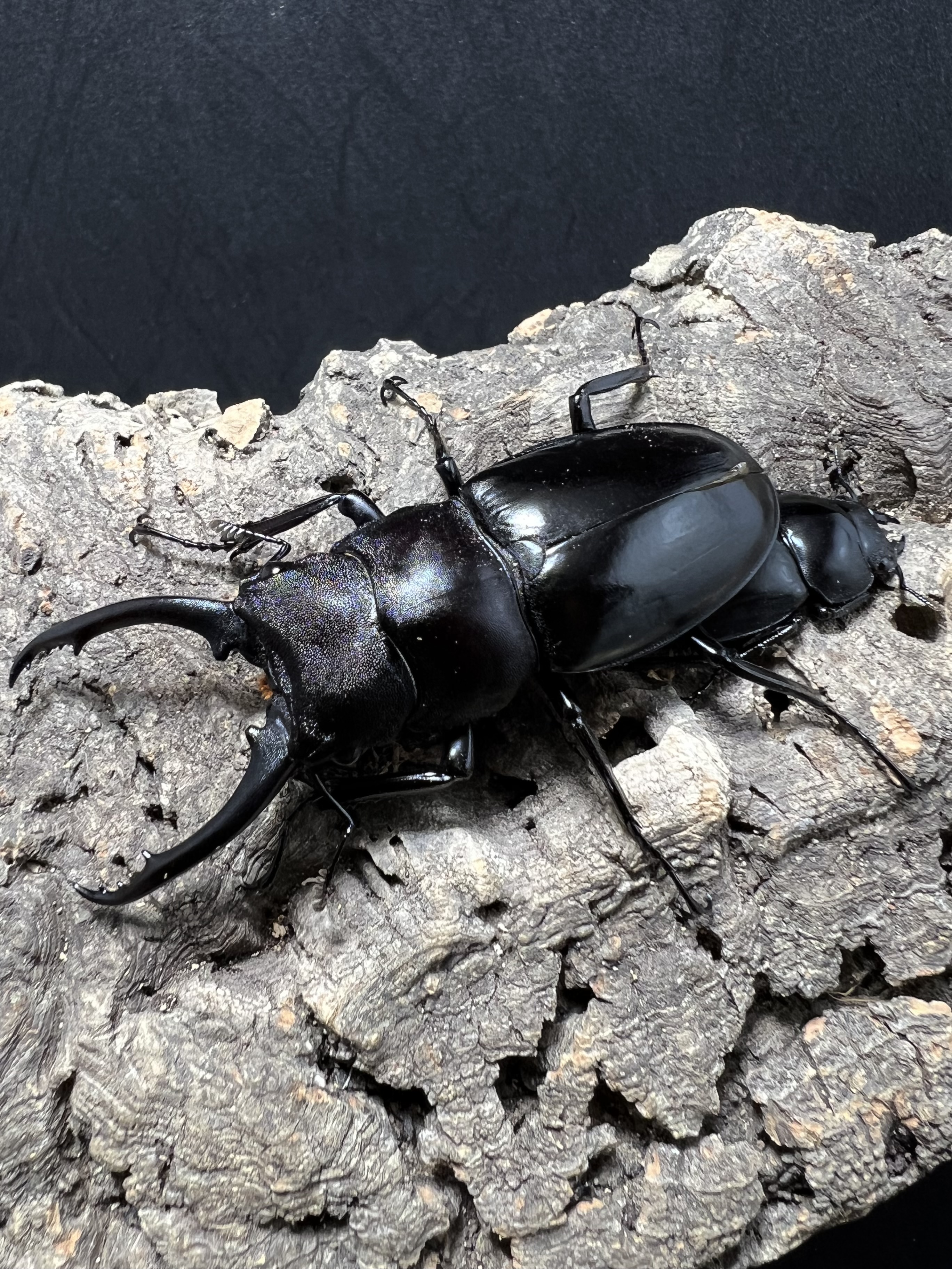 Hexarthrius vitalisi 71mm. Pair