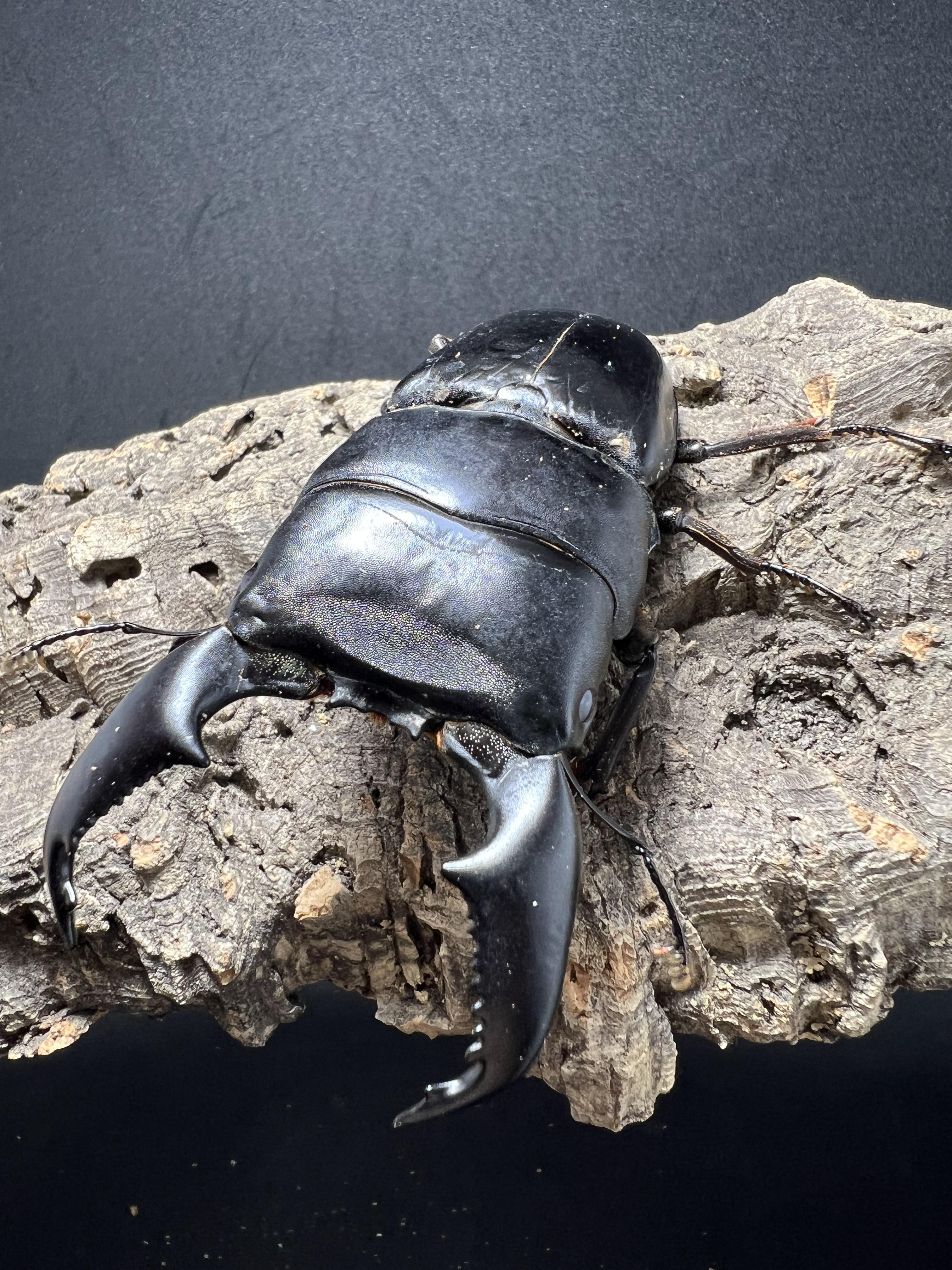 Dorcus titanus yasuokai 92 mm.