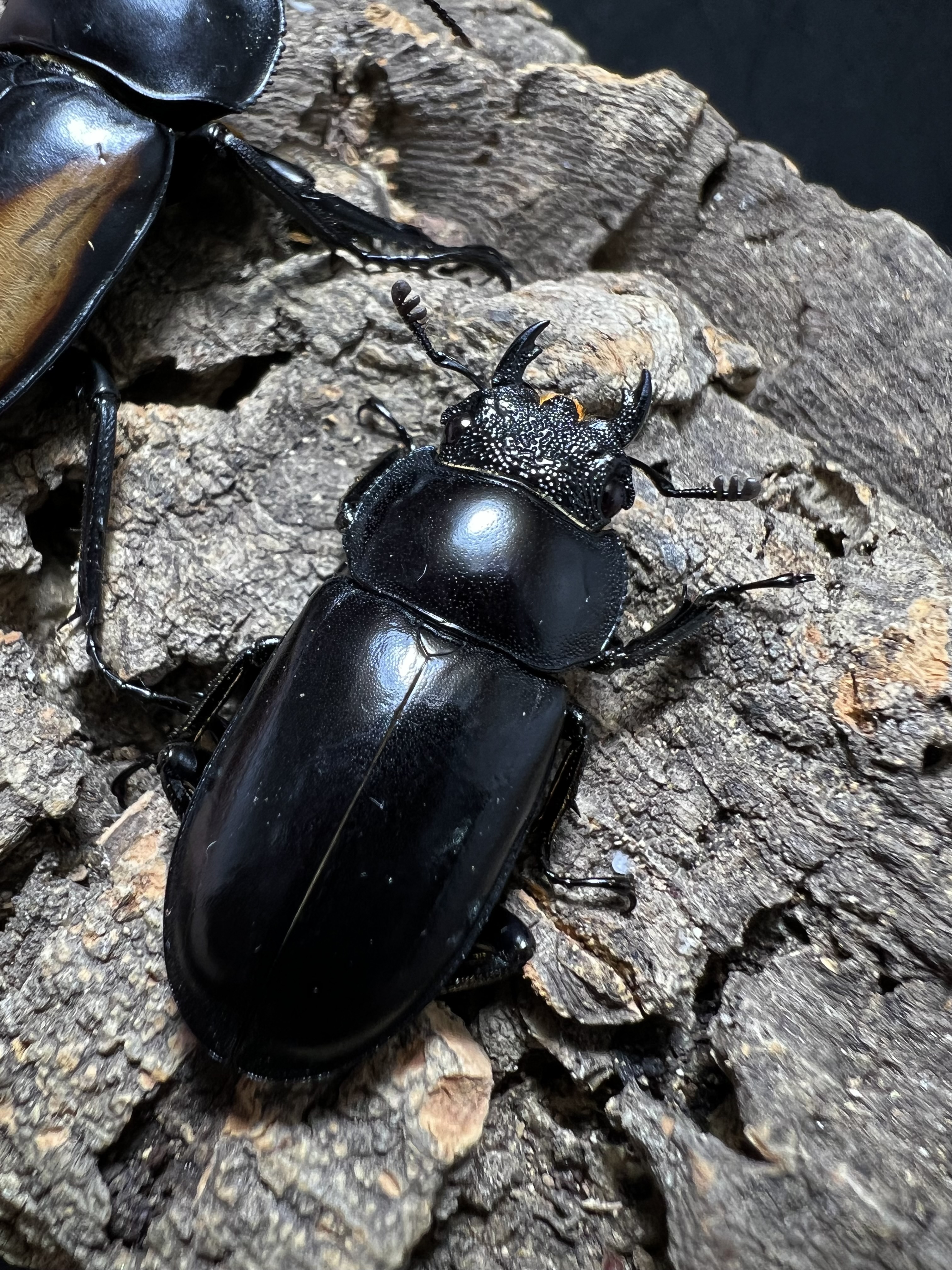 Rhaetulus speciosus kawanoi 53mm.