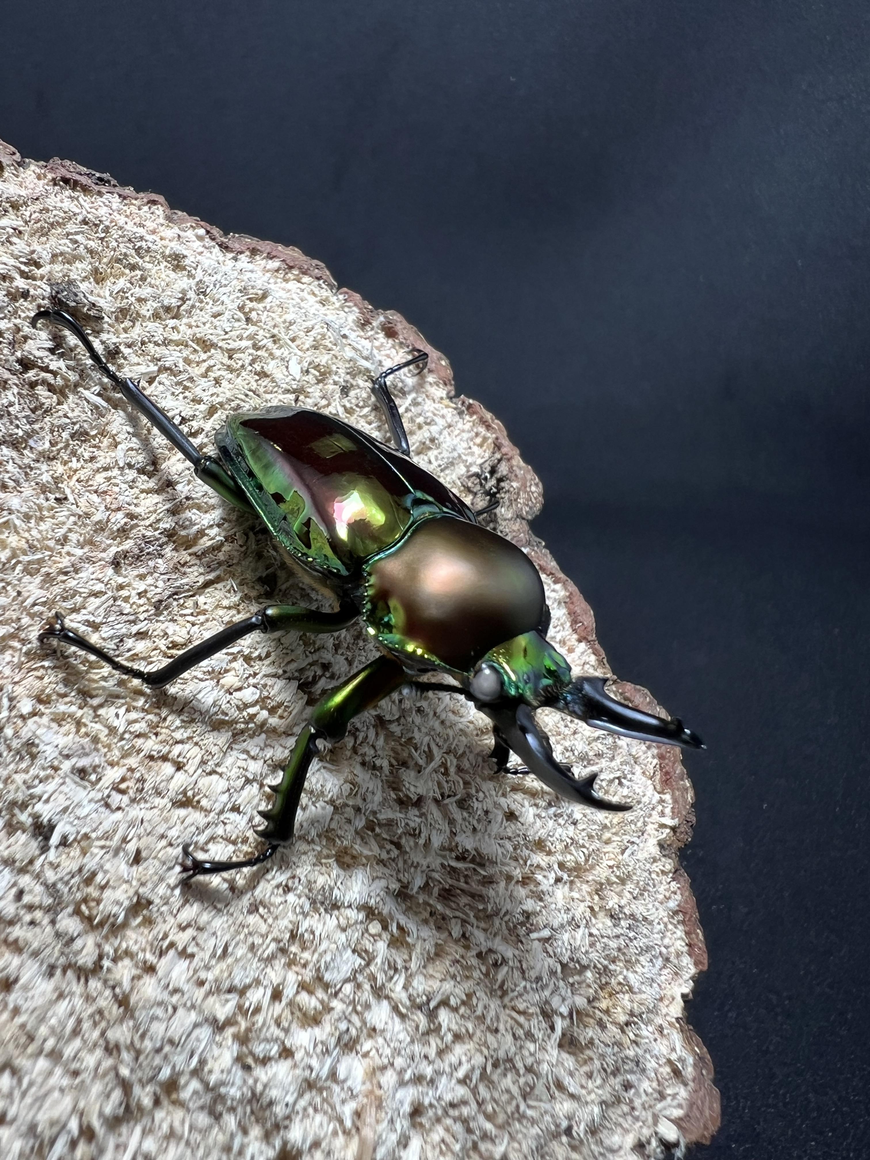 Phalacrognathus muelleri (White Eyes)