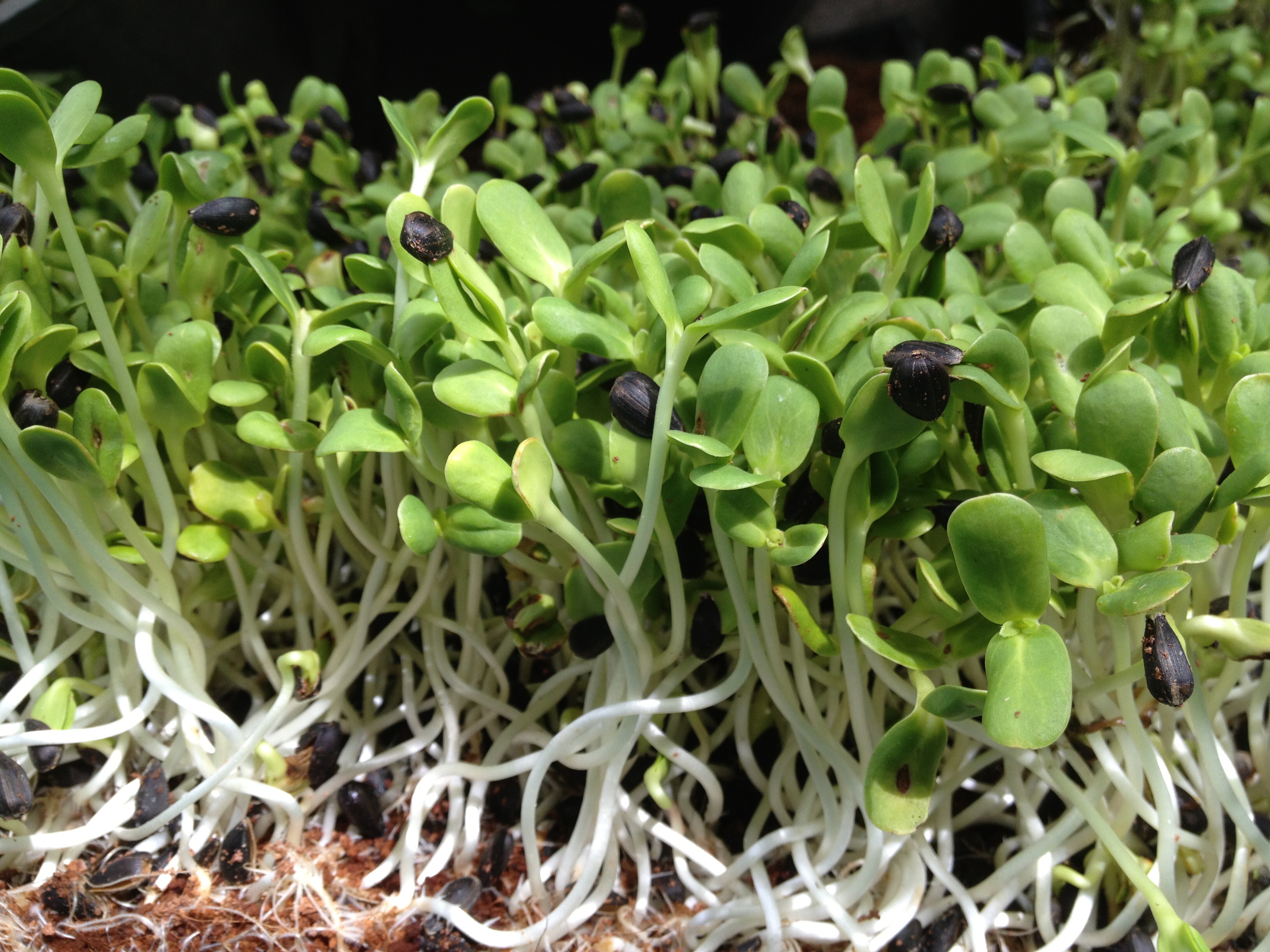 เมล็ดทานตะวัน สำหรับเพาะทานต้นอ่อน 1 กิโลกรัม เกรดAAA ดีที่สุด