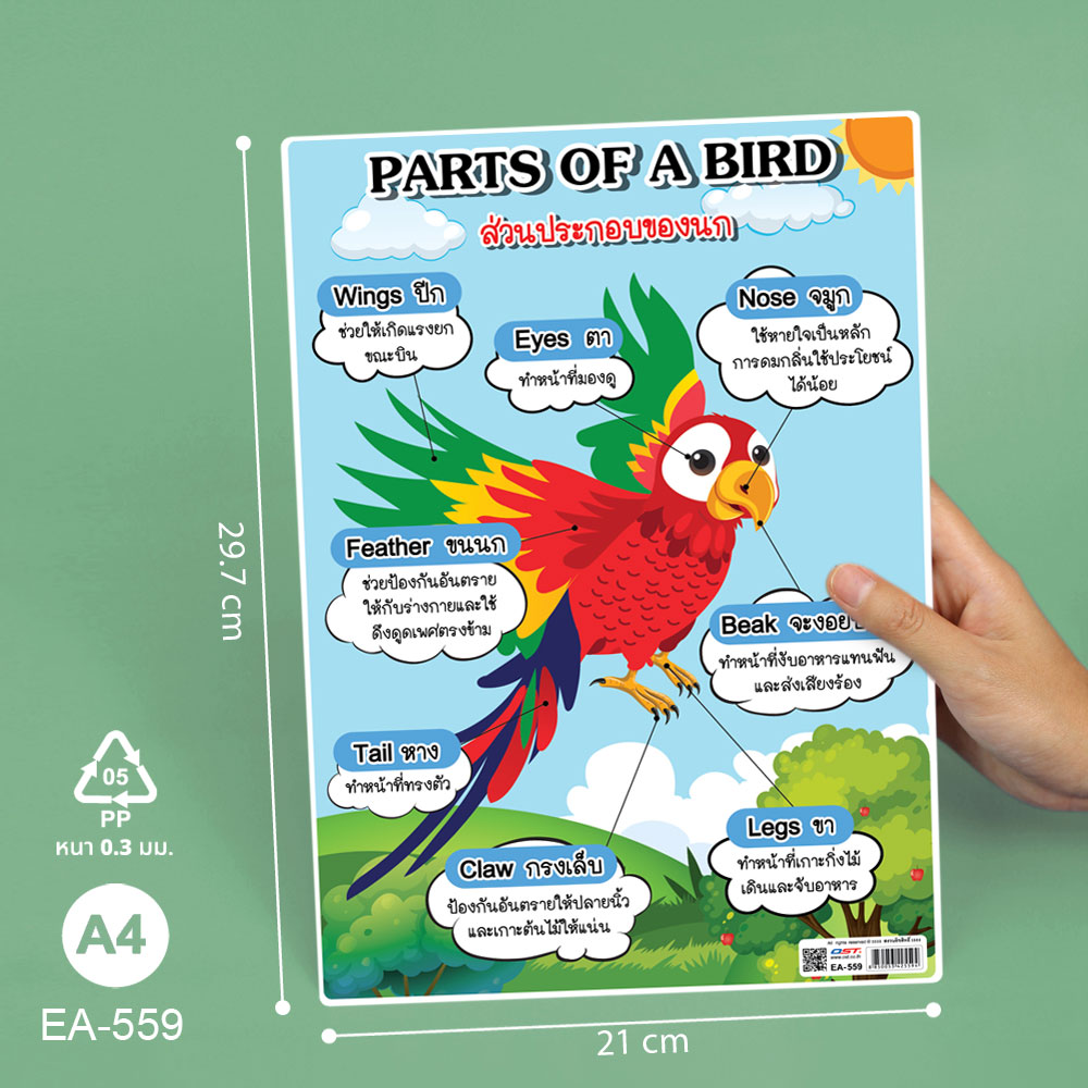 ขนาดโปสเตอร์ความรู้ ส่วนประกอบของสัตว์ ขนาด A4 EA-559 นก