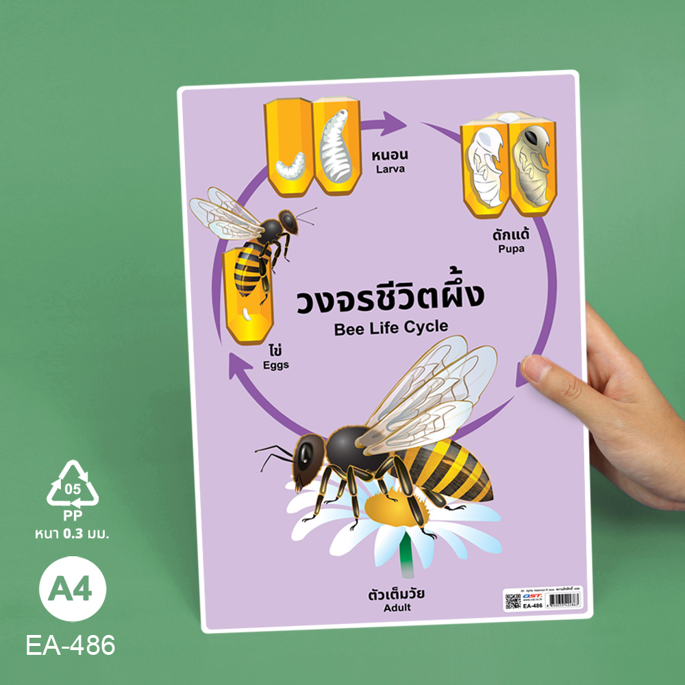 โปสเตอร์ความรู้ ชุดวงจรชีวิตสัตว์ ขนาดA4 EA-486 ผึ้ง