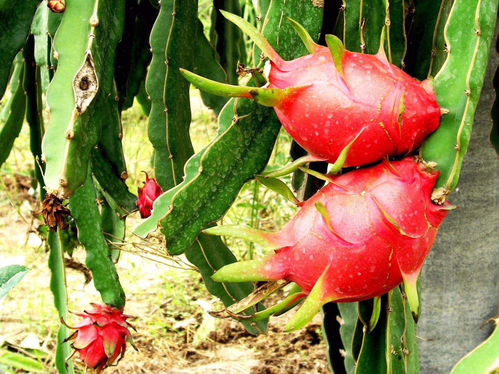 เมล็ดพันธุ์ แก้วมังกรเนื้อขาว