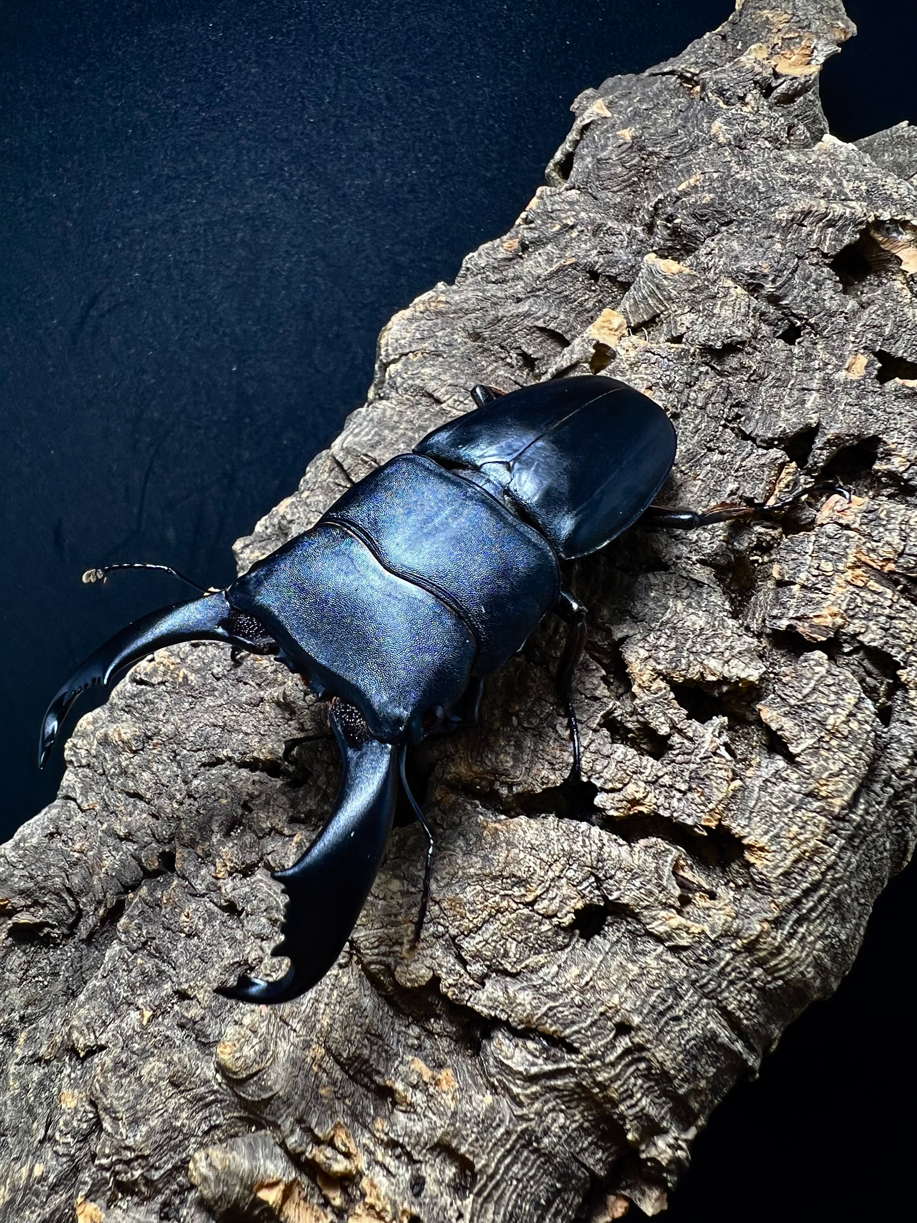 Dorcus titanus typhon 80mm.