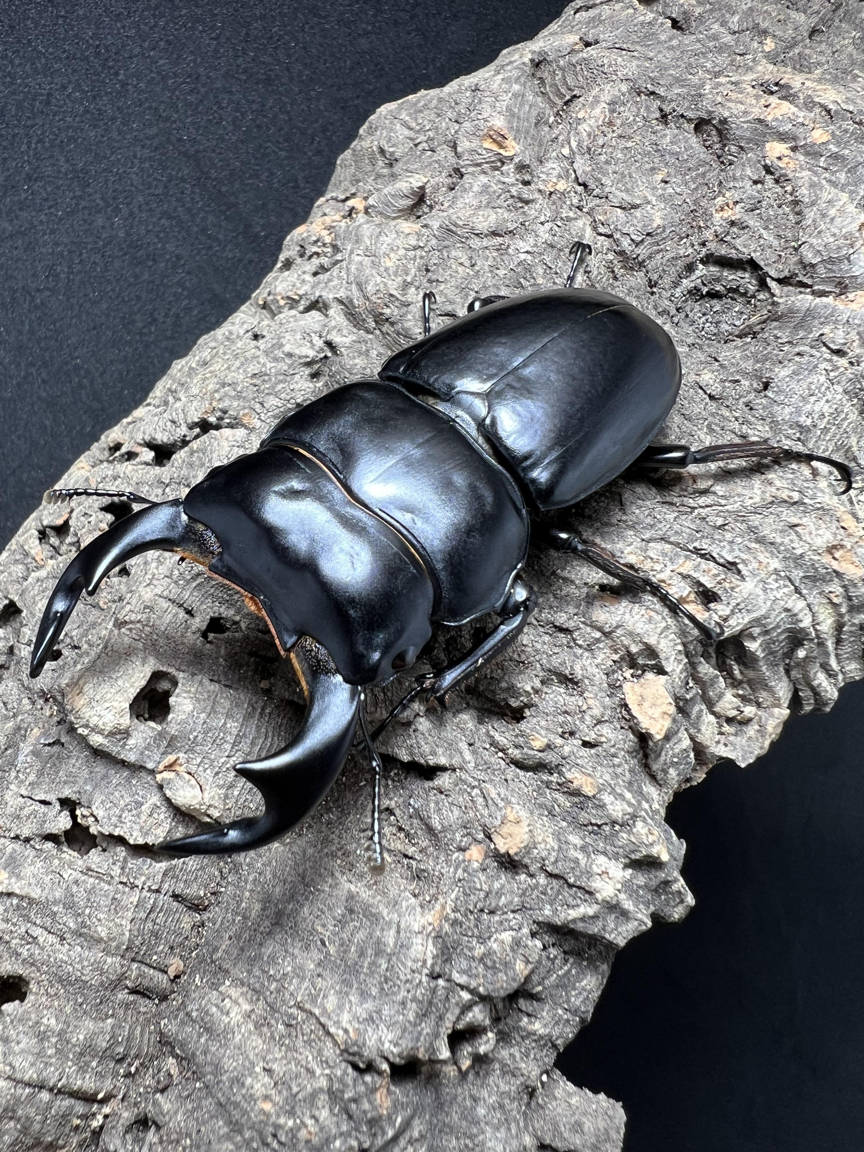 Dorcus antaeus antaeus 74mm.