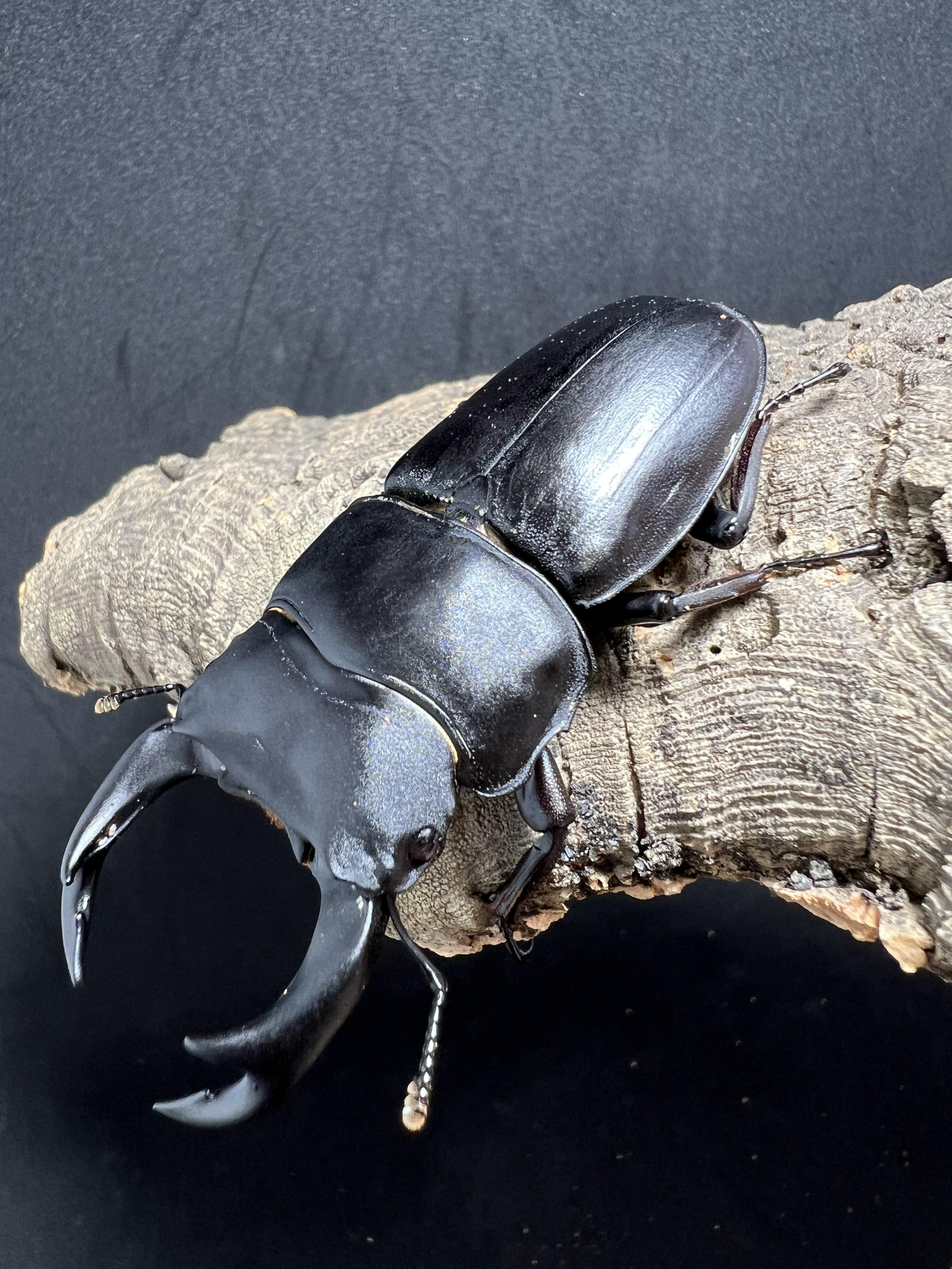 Dorcus hopei binodulosus 72 mm.