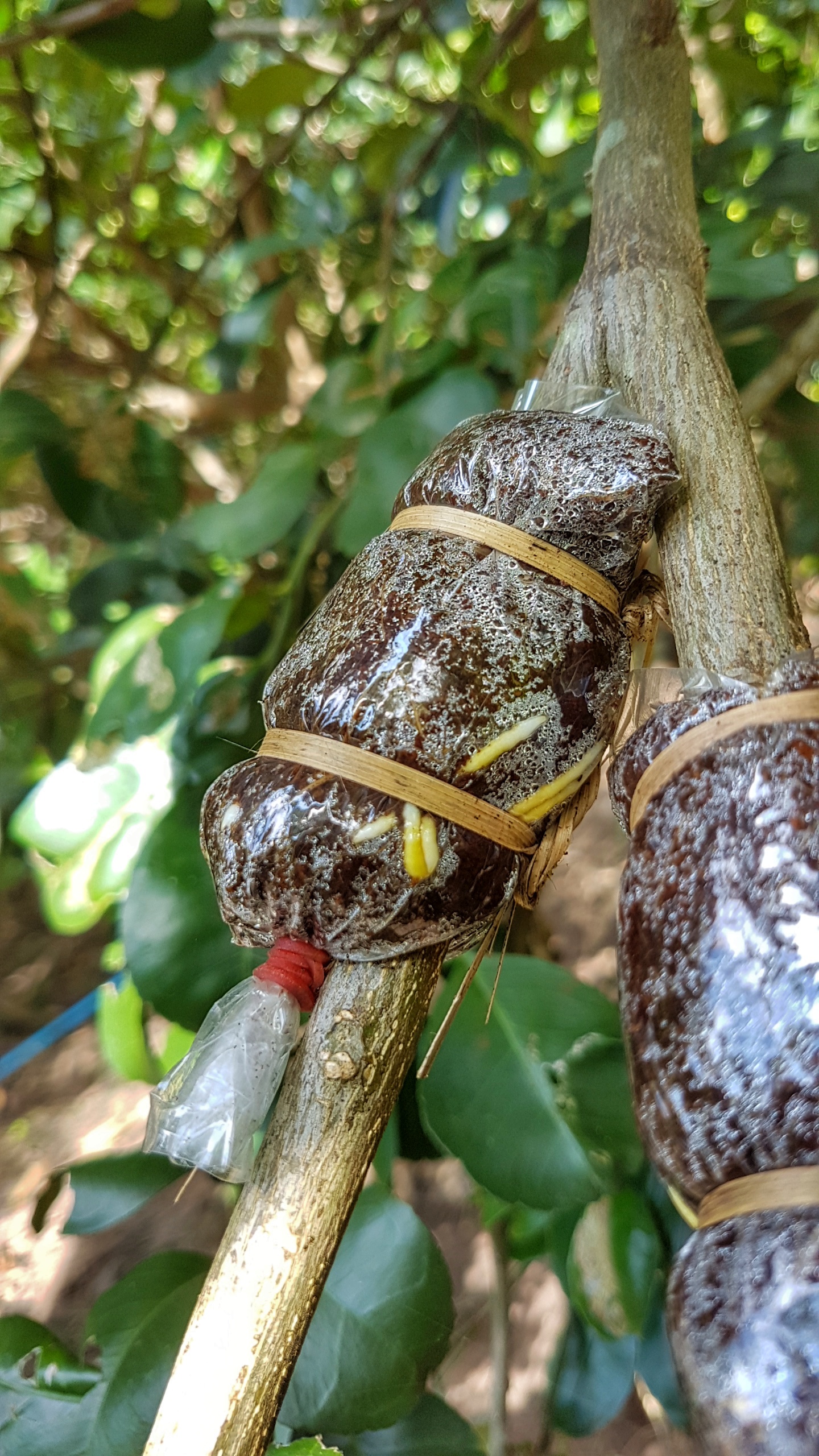 กิ่งพันธุ์ส้มโอขาวแตงกวา ชุด 10 กิ่ง