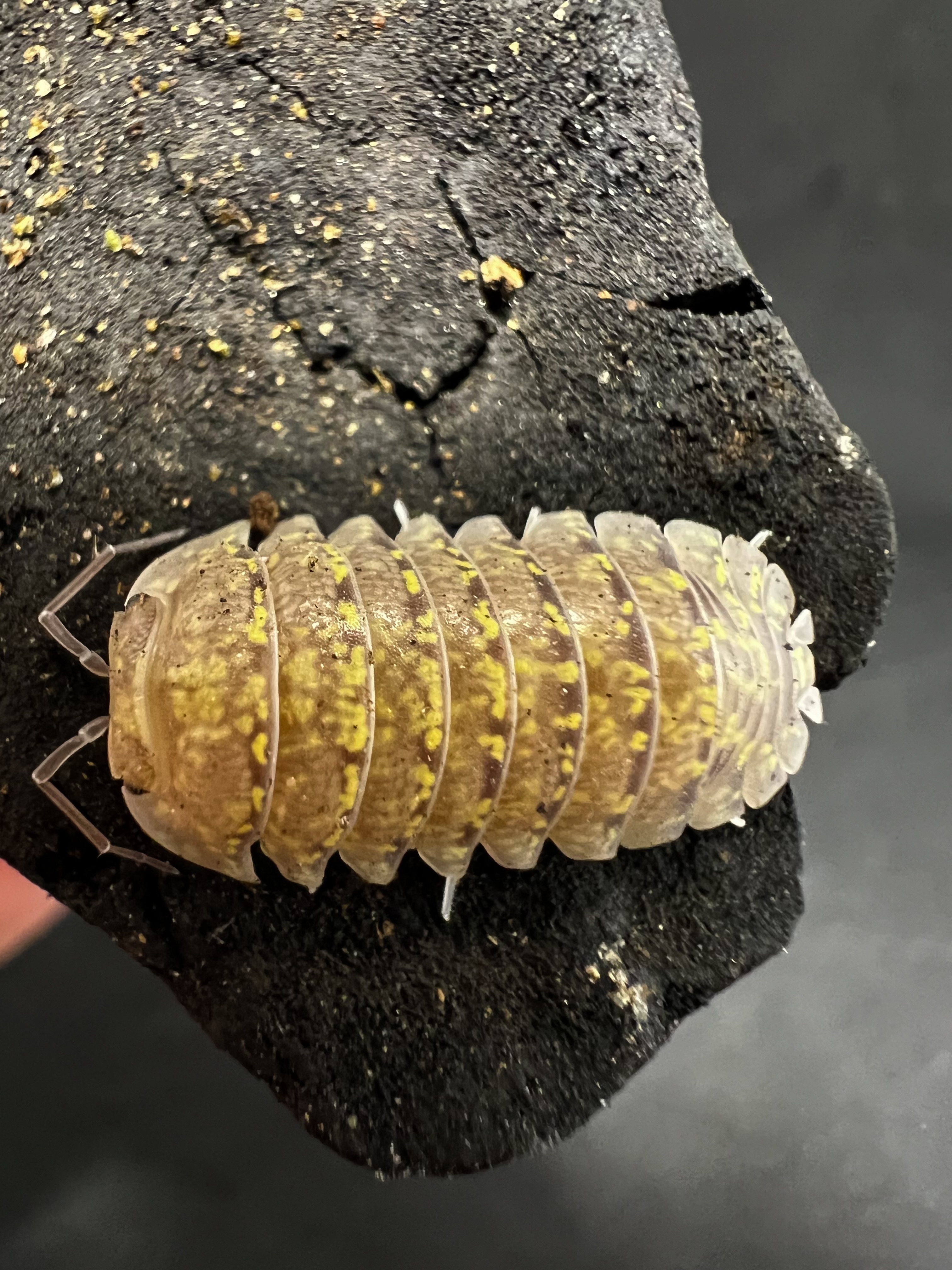 Armadillidium ameglioi LCF. 5 each
