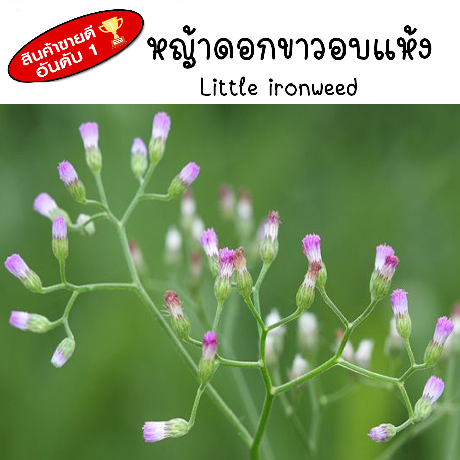 หญ้าดอกขาว หญ้าดอกขาวแห้ง หญ้าหมอน้อย ขนาด 30กรัม Little ironweed ปลูกในไทยระบบอินทรีย์ หอม สะอาด ปลอดภัยจากเคมี เกรดดีที่สุด อบด้วยพลังงานแสงอาทิตย์