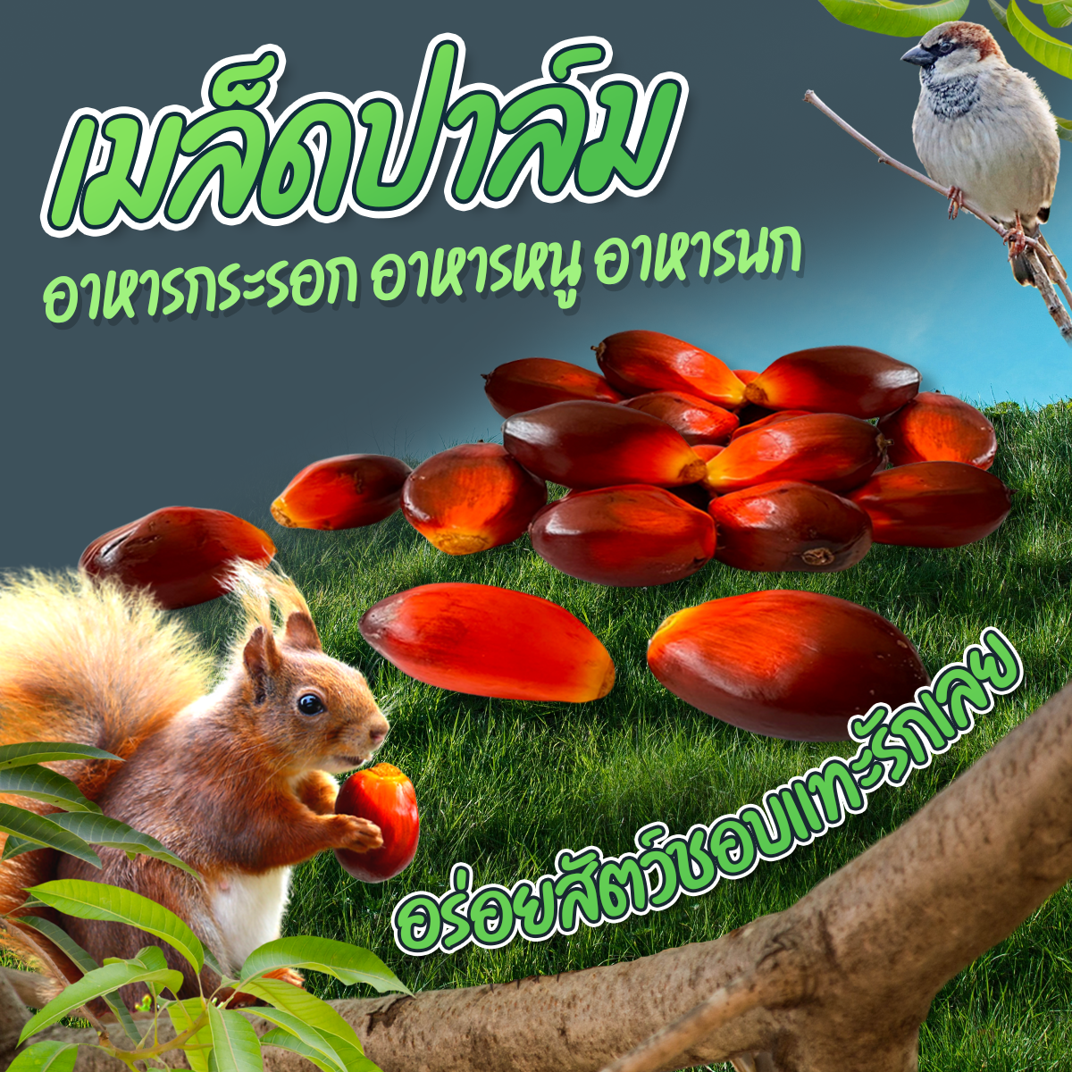 ลูกปาล์มสด เมล็ดปาล์มสด เมล็ดปาล์มน้ำมัน เมล็ดปาล์มสด เมล็ดลูกปาล์มสุก ใช้เพาะปลูก อาหารเสริมให้สัตว์ฟันแทะ