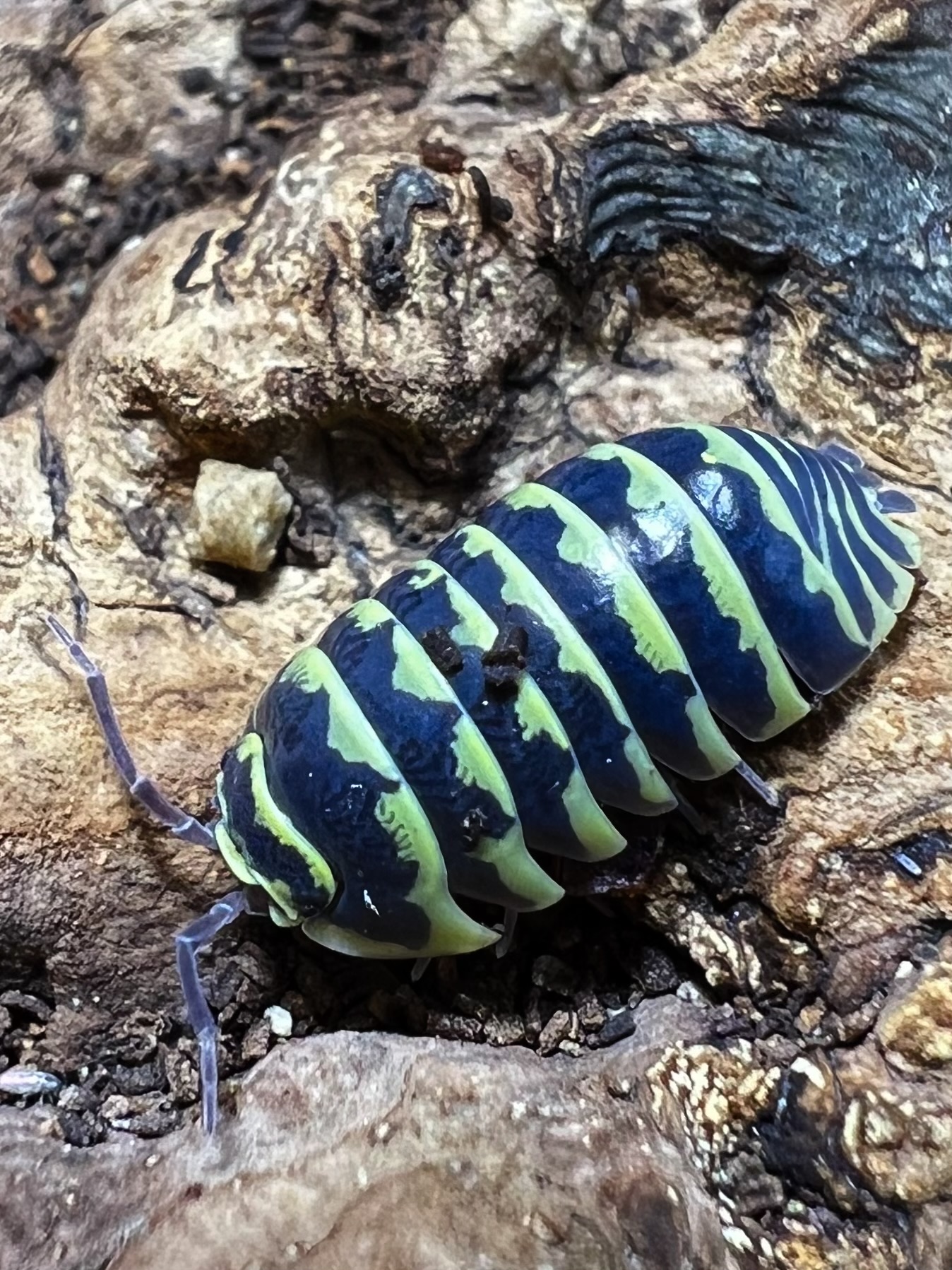 Armadillidium “Yellow zebra” Set 5 each