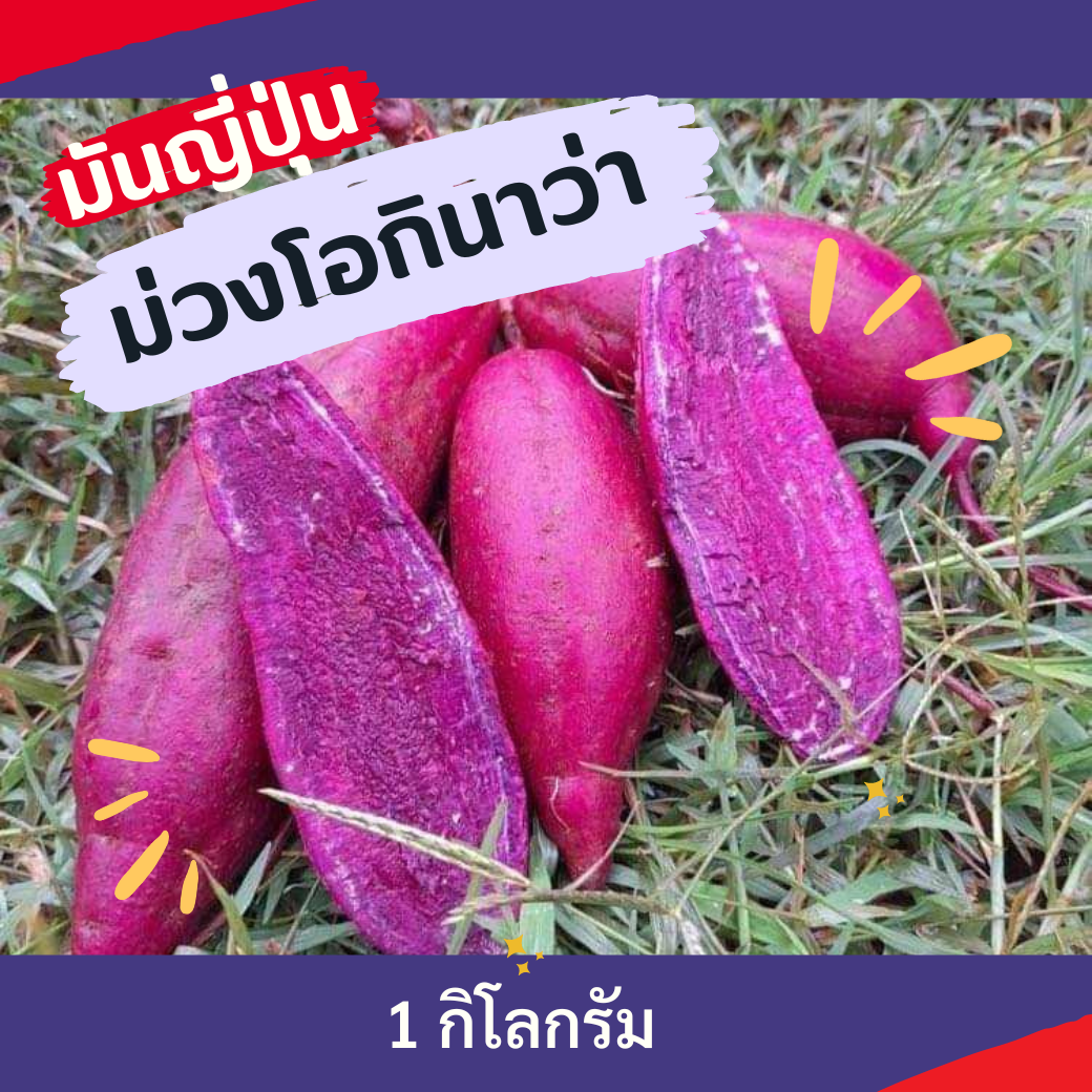 มันม่วง โอกินาว่า