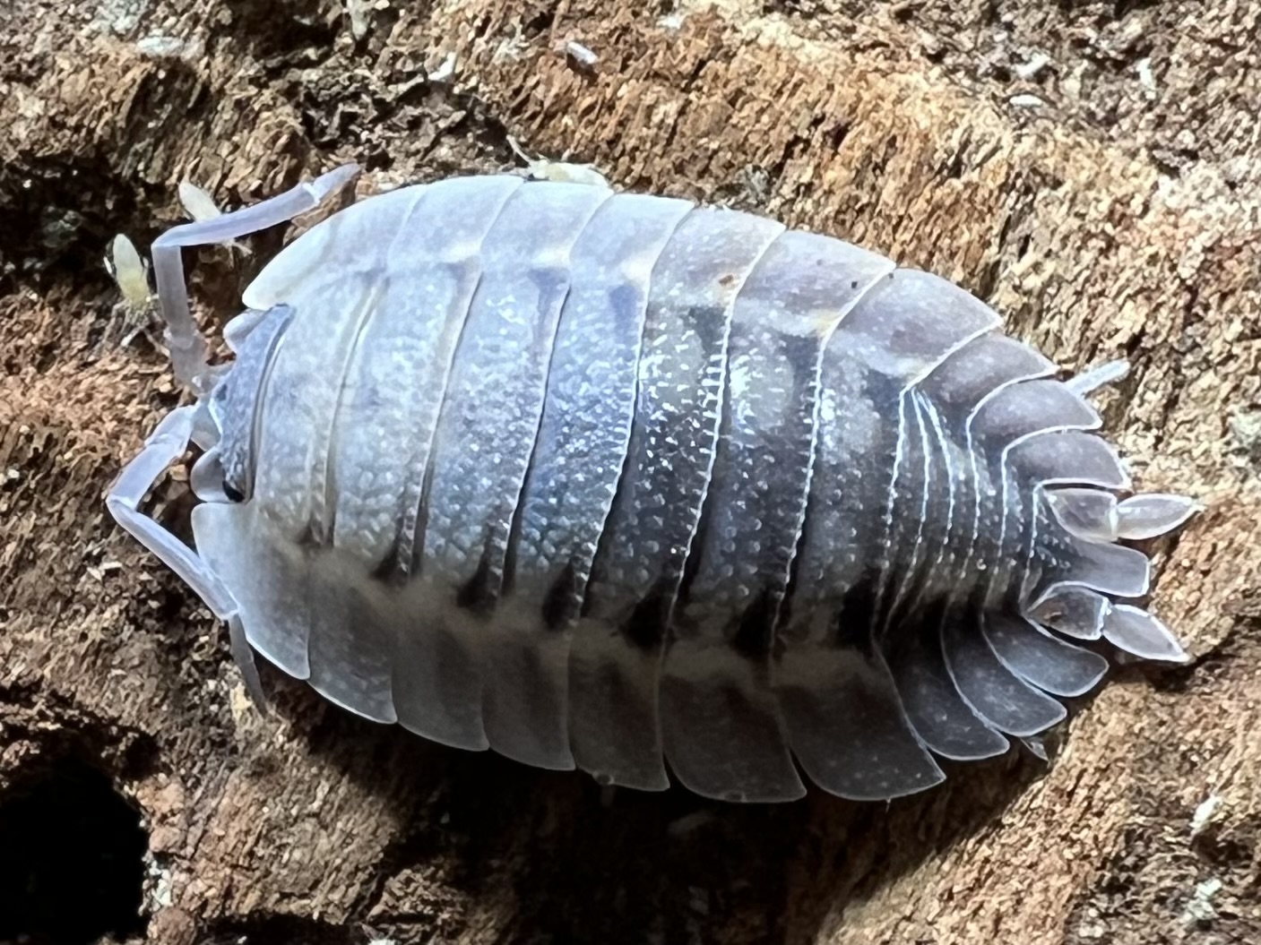 Porcellio spatulatus Coros 5 each