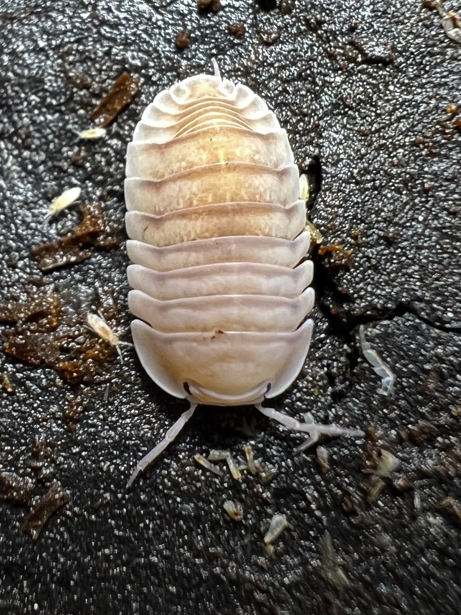 Cubaris sp. caramel cream 5 each