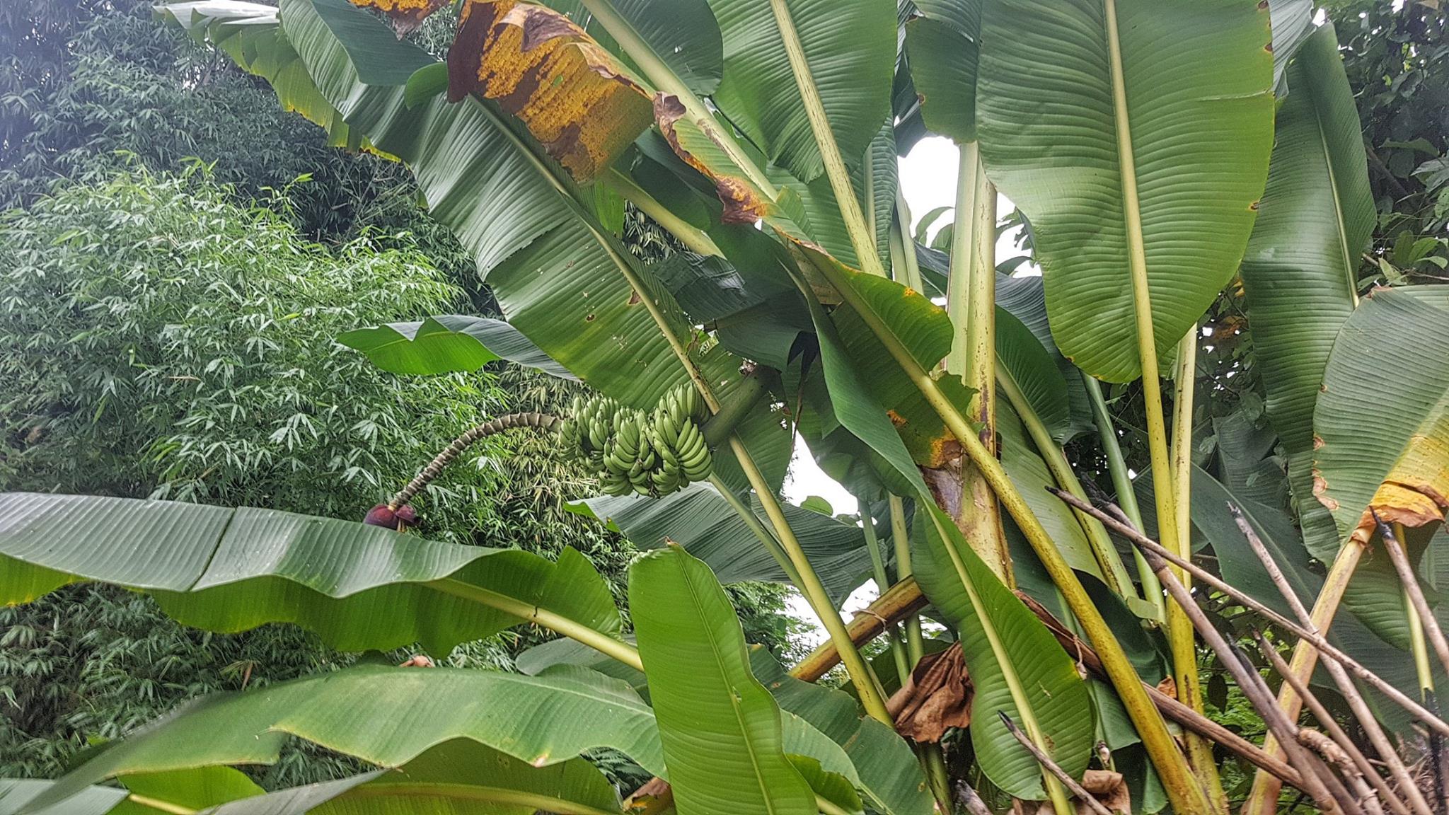 กล้วยป่าโบราณหายาก 3 หน่อส่งฟรี EMS