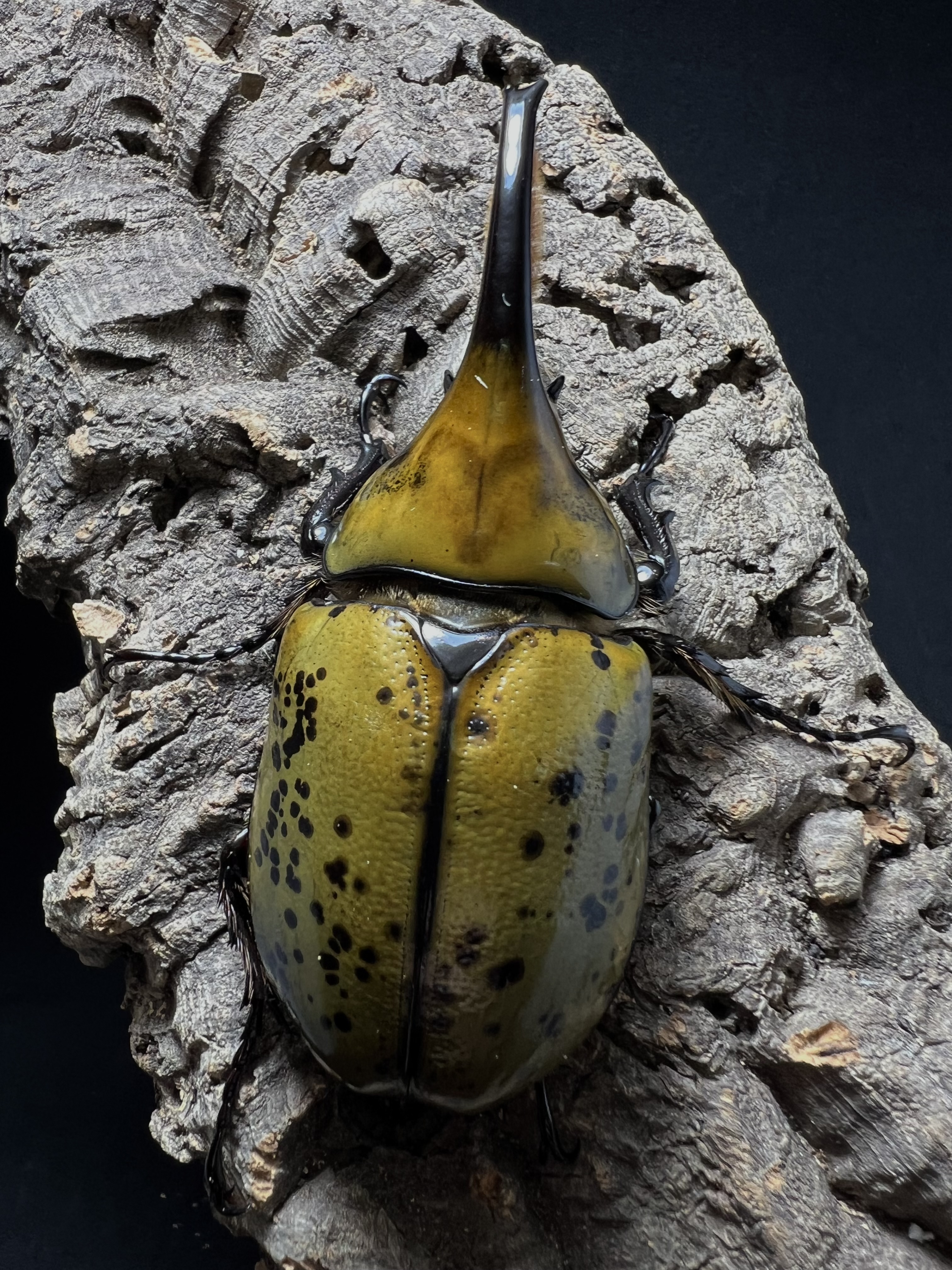 Dynastes hyllus hyllus 82x56mm.