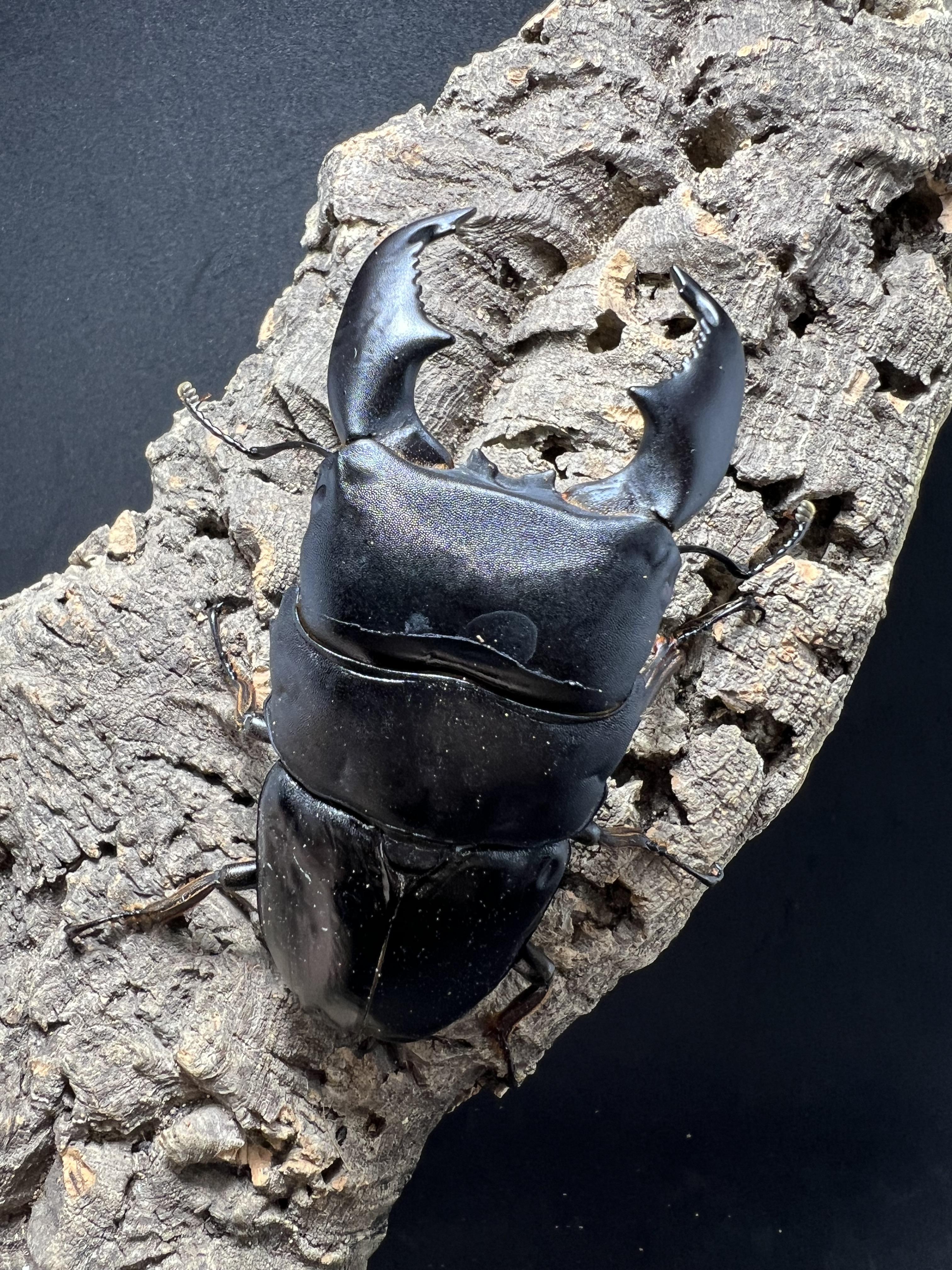 Dorcus titanus yasuokai 93mm.