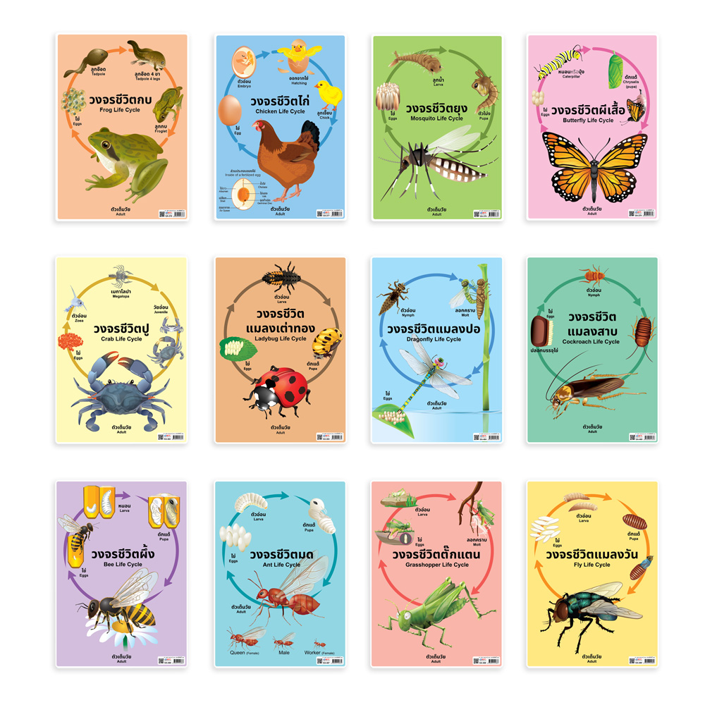 Animals Life Cycle Educational Posters A4 size