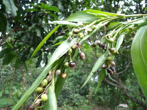 เมล็ดพันธุ์ลูกเดือย