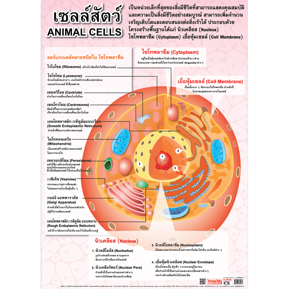 Animal Cells Structure Educational Posters No.113