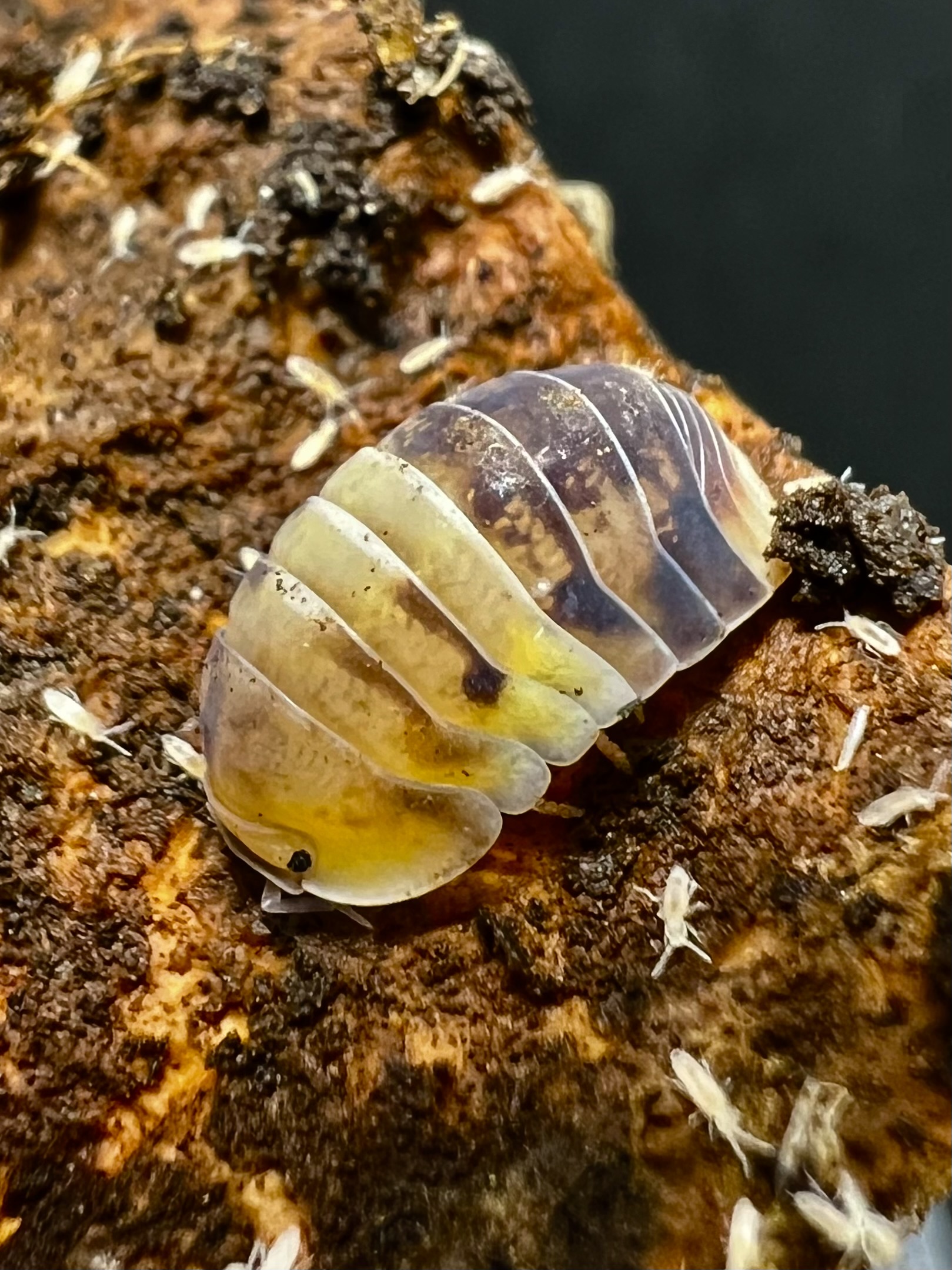 Cubaris sp. amber panda 5 each