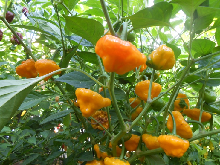 เมล็ดพันธุ์ พริกจาไมก้าสก็อตบอนเนทสีเหลือง