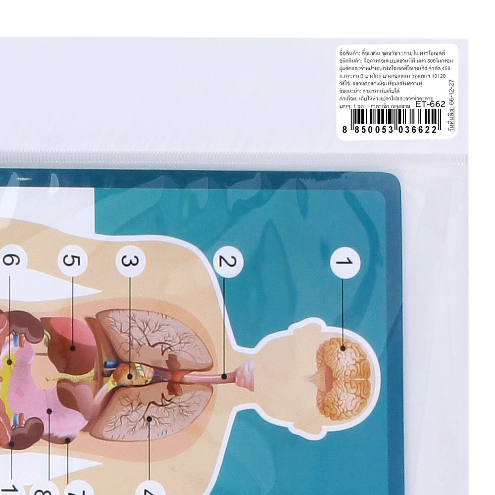 สคบ.สื่อแขวน ชุดอวัยวะภายใน Internal Organs ET-662