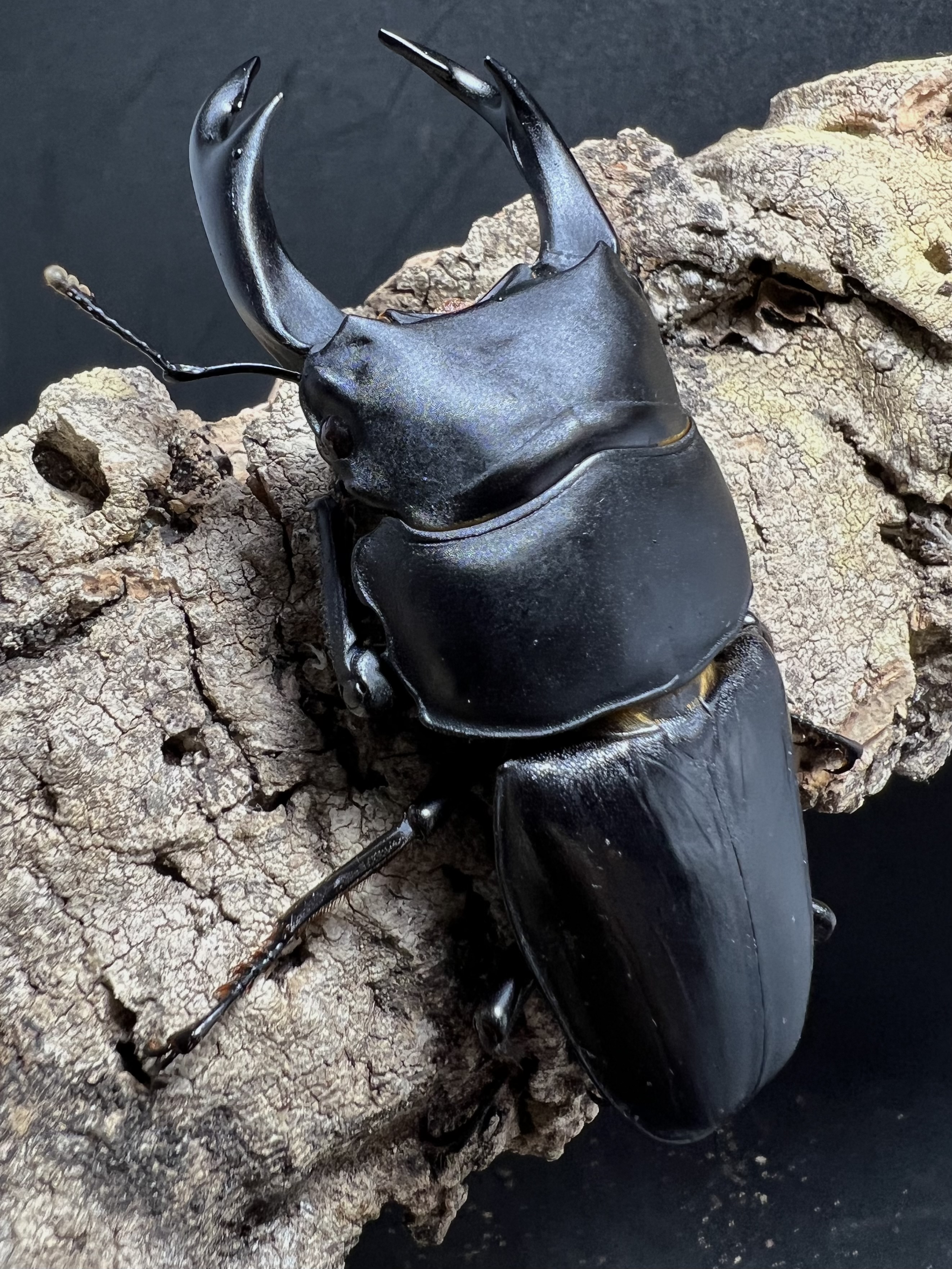 Dorcus hopei binodulosus 76mm.